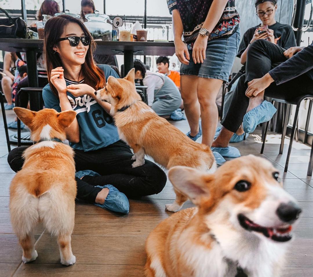 cafe Corgi in the Garden|泰國 Thailand 泰國必食 泰國必吃 泰國必到 泰國必去 泰國必買 泰國必掃 泰國自由行 行程 泰國行程包 泰國懶人包 泰國好去處 泰國景點 泰國必到景點 泰國必去景點 泰國美食 泰國交通 泰國攻略 泰國自由行行程 泰國自由行行程推薦 泰國酒店 泰國飯店 泰國酒店推薦 泰國飯店推薦 泰國必住酒店 泰國必住飯店 泰國必食2019 泰國必吃2019 泰國必到2019 泰國必去2019 泰國必買2019 泰國必掃2019 泰國自由行2019 泰國行程2019 泰國行程包2019 泰國懶人包2019 泰國好去處2019 泰國景點2019 泰國必到景點2019 泰國必去景點2019 泰國美食2019 泰國交通2019 泰國攻略2019 泰國自由行行程2019 泰國自由行行程推薦2019 泰國酒店2019 泰國飯店2019 泰國酒店推薦2019 泰國飯店推薦2019 泰國必住酒店2019 泰國必住飯店2019 曼谷 Bangkok 曼谷必食 曼谷必吃 曼谷必到 曼谷必去 曼谷必買 曼谷必掃 曼谷自由行 行程 曼谷行程包 曼谷懶人包 曼谷好去處 曼谷景點 曼谷必到景點 曼谷必去景點 曼谷美食 曼谷交通 曼谷攻略 曼谷自由行行程 曼谷自由行行程推薦 曼谷酒店 曼谷飯店 曼谷酒店推薦 曼谷飯店推薦 曼谷必住酒店 曼谷必住飯店 曼谷必食2019 曼谷必吃2019 曼谷必到2019 曼谷必去2019 曼谷必買2019 曼谷必掃2019 曼谷自由行2019 曼谷行程2019 曼谷行程包2019 曼谷懶人包2019 曼谷好去處2019 曼谷景點2019 曼谷必到景點2019 曼谷必去景點2019 曼谷美食2019 曼谷交通2019 曼谷攻略2019 曼谷自由行行程2019 曼谷自由行行程推薦2019 曼谷酒店2019 曼谷飯店2019 曼谷酒店推薦2019 曼谷飯店推薦2019 曼谷必住酒店2019 曼谷必住飯店2019 TrueLove@Neverland Little Zoo Cafe Caturday Cat Café Rabbito Cafe cafe Corgi in the Garden 動物cafe 泰國動物cafe 曼谷動物cafe 哈士奇cafe 二哈cafe 柯基cafe