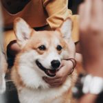 cafe Corgi in the Garden|泰國 Thailand 泰國必食 泰國必吃 泰國必到 泰國必去 泰國必買 泰國必掃 泰國自由行 行程 泰國行程包 泰國懶人包 泰國好去處 泰國景點 泰國必到景點 泰國必去景點 泰國美食 泰國交通 泰國攻略 泰國自由行行程 泰國自由行行程推薦 泰國酒店 泰國飯店 泰國酒店推薦 泰國飯店推薦 泰國必住酒店 泰國必住飯店 泰國必食2019 泰國必吃2019 泰國必到2019 泰國必去2019 泰國必買2019 泰國必掃2019 泰國自由行2019 泰國行程2019 泰國行程包2019 泰國懶人包2019 泰國好去處2019 泰國景點2019 泰國必到景點2019 泰國必去景點2019 泰國美食2019 泰國交通2019 泰國攻略2019 泰國自由行行程2019 泰國自由行行程推薦2019 泰國酒店2019 泰國飯店2019 泰國酒店推薦2019 泰國飯店推薦2019 泰國必住酒店2019 泰國必住飯店2019 曼谷 Bangkok 曼谷必食 曼谷必吃 曼谷必到 曼谷必去 曼谷必買 曼谷必掃 曼谷自由行 行程 曼谷行程包 曼谷懶人包 曼谷好去處 曼谷景點 曼谷必到景點 曼谷必去景點 曼谷美食 曼谷交通 曼谷攻略 曼谷自由行行程 曼谷自由行行程推薦 曼谷酒店 曼谷飯店 曼谷酒店推薦 曼谷飯店推薦 曼谷必住酒店 曼谷必住飯店 曼谷必食2019 曼谷必吃2019 曼谷必到2019 曼谷必去2019 曼谷必買2019 曼谷必掃2019 曼谷自由行2019 曼谷行程2019 曼谷行程包2019 曼谷懶人包2019 曼谷好去處2019 曼谷景點2019 曼谷必到景點2019 曼谷必去景點2019 曼谷美食2019 曼谷交通2019 曼谷攻略2019 曼谷自由行行程2019 曼谷自由行行程推薦2019 曼谷酒店2019 曼谷飯店2019 曼谷酒店推薦2019 曼谷飯店推薦2019 曼谷必住酒店2019 曼谷必住飯店2019 TrueLove@Neverland Little Zoo Cafe Caturday Cat Café Rabbito Cafe cafe Corgi in the Garden 動物cafe 泰國動物cafe 曼谷動物cafe 哈士奇cafe 二哈cafe 柯基cafe