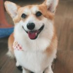cafe Corgi in the Garden|泰國 Thailand 泰國必食 泰國必吃 泰國必到 泰國必去 泰國必買 泰國必掃 泰國自由行 行程 泰國行程包 泰國懶人包 泰國好去處 泰國景點 泰國必到景點 泰國必去景點 泰國美食 泰國交通 泰國攻略 泰國自由行行程 泰國自由行行程推薦 泰國酒店 泰國飯店 泰國酒店推薦 泰國飯店推薦 泰國必住酒店 泰國必住飯店 泰國必食2019 泰國必吃2019 泰國必到2019 泰國必去2019 泰國必買2019 泰國必掃2019 泰國自由行2019 泰國行程2019 泰國行程包2019 泰國懶人包2019 泰國好去處2019 泰國景點2019 泰國必到景點2019 泰國必去景點2019 泰國美食2019 泰國交通2019 泰國攻略2019 泰國自由行行程2019 泰國自由行行程推薦2019 泰國酒店2019 泰國飯店2019 泰國酒店推薦2019 泰國飯店推薦2019 泰國必住酒店2019 泰國必住飯店2019 曼谷 Bangkok 曼谷必食 曼谷必吃 曼谷必到 曼谷必去 曼谷必買 曼谷必掃 曼谷自由行 行程 曼谷行程包 曼谷懶人包 曼谷好去處 曼谷景點 曼谷必到景點 曼谷必去景點 曼谷美食 曼谷交通 曼谷攻略 曼谷自由行行程 曼谷自由行行程推薦 曼谷酒店 曼谷飯店 曼谷酒店推薦 曼谷飯店推薦 曼谷必住酒店 曼谷必住飯店 曼谷必食2019 曼谷必吃2019 曼谷必到2019 曼谷必去2019 曼谷必買2019 曼谷必掃2019 曼谷自由行2019 曼谷行程2019 曼谷行程包2019 曼谷懶人包2019 曼谷好去處2019 曼谷景點2019 曼谷必到景點2019 曼谷必去景點2019 曼谷美食2019 曼谷交通2019 曼谷攻略2019 曼谷自由行行程2019 曼谷自由行行程推薦2019 曼谷酒店2019 曼谷飯店2019 曼谷酒店推薦2019 曼谷飯店推薦2019 曼谷必住酒店2019 曼谷必住飯店2019 TrueLove@Neverland Little Zoo Cafe Caturday Cat Café Rabbito Cafe cafe Corgi in the Garden 動物cafe 泰國動物cafe 曼谷動物cafe 哈士奇cafe 二哈cafe 柯基cafe