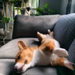 cafe Corgi in the Garden|泰國 Thailand 泰國必食 泰國必吃 泰國必到 泰國必去 泰國必買 泰國必掃 泰國自由行 行程 泰國行程包 泰國懶人包 泰國好去處 泰國景點 泰國必到景點 泰國必去景點 泰國美食 泰國交通 泰國攻略 泰國自由行行程 泰國自由行行程推薦 泰國酒店 泰國飯店 泰國酒店推薦 泰國飯店推薦 泰國必住酒店 泰國必住飯店 泰國必食2019 泰國必吃2019 泰國必到2019 泰國必去2019 泰國必買2019 泰國必掃2019 泰國自由行2019 泰國行程2019 泰國行程包2019 泰國懶人包2019 泰國好去處2019 泰國景點2019 泰國必到景點2019 泰國必去景點2019 泰國美食2019 泰國交通2019 泰國攻略2019 泰國自由行行程2019 泰國自由行行程推薦2019 泰國酒店2019 泰國飯店2019 泰國酒店推薦2019 泰國飯店推薦2019 泰國必住酒店2019 泰國必住飯店2019 曼谷 Bangkok 曼谷必食 曼谷必吃 曼谷必到 曼谷必去 曼谷必買 曼谷必掃 曼谷自由行 行程 曼谷行程包 曼谷懶人包 曼谷好去處 曼谷景點 曼谷必到景點 曼谷必去景點 曼谷美食 曼谷交通 曼谷攻略 曼谷自由行行程 曼谷自由行行程推薦 曼谷酒店 曼谷飯店 曼谷酒店推薦 曼谷飯店推薦 曼谷必住酒店 曼谷必住飯店 曼谷必食2019 曼谷必吃2019 曼谷必到2019 曼谷必去2019 曼谷必買2019 曼谷必掃2019 曼谷自由行2019 曼谷行程2019 曼谷行程包2019 曼谷懶人包2019 曼谷好去處2019 曼谷景點2019 曼谷必到景點2019 曼谷必去景點2019 曼谷美食2019 曼谷交通2019 曼谷攻略2019 曼谷自由行行程2019 曼谷自由行行程推薦2019 曼谷酒店2019 曼谷飯店2019 曼谷酒店推薦2019 曼谷飯店推薦2019 曼谷必住酒店2019 曼谷必住飯店2019 TrueLove@Neverland Little Zoo Cafe Caturday Cat Café Rabbito Cafe cafe Corgi in the Garden 動物cafe 泰國動物cafe 曼谷動物cafe 哈士奇cafe 二哈cafe 柯基cafe