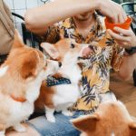 cafe Corgi in the Garden|泰國 Thailand 泰國必食 泰國必吃 泰國必到 泰國必去 泰國必買 泰國必掃 泰國自由行 行程 泰國行程包 泰國懶人包 泰國好去處 泰國景點 泰國必到景點 泰國必去景點 泰國美食 泰國交通 泰國攻略 泰國自由行行程 泰國自由行行程推薦 泰國酒店 泰國飯店 泰國酒店推薦 泰國飯店推薦 泰國必住酒店 泰國必住飯店 泰國必食2019 泰國必吃2019 泰國必到2019 泰國必去2019 泰國必買2019 泰國必掃2019 泰國自由行2019 泰國行程2019 泰國行程包2019 泰國懶人包2019 泰國好去處2019 泰國景點2019 泰國必到景點2019 泰國必去景點2019 泰國美食2019 泰國交通2019 泰國攻略2019 泰國自由行行程2019 泰國自由行行程推薦2019 泰國酒店2019 泰國飯店2019 泰國酒店推薦2019 泰國飯店推薦2019 泰國必住酒店2019 泰國必住飯店2019 曼谷 Bangkok 曼谷必食 曼谷必吃 曼谷必到 曼谷必去 曼谷必買 曼谷必掃 曼谷自由行 行程 曼谷行程包 曼谷懶人包 曼谷好去處 曼谷景點 曼谷必到景點 曼谷必去景點 曼谷美食 曼谷交通 曼谷攻略 曼谷自由行行程 曼谷自由行行程推薦 曼谷酒店 曼谷飯店 曼谷酒店推薦 曼谷飯店推薦 曼谷必住酒店 曼谷必住飯店 曼谷必食2019 曼谷必吃2019 曼谷必到2019 曼谷必去2019 曼谷必買2019 曼谷必掃2019 曼谷自由行2019 曼谷行程2019 曼谷行程包2019 曼谷懶人包2019 曼谷好去處2019 曼谷景點2019 曼谷必到景點2019 曼谷必去景點2019 曼谷美食2019 曼谷交通2019 曼谷攻略2019 曼谷自由行行程2019 曼谷自由行行程推薦2019 曼谷酒店2019 曼谷飯店2019 曼谷酒店推薦2019 曼谷飯店推薦2019 曼谷必住酒店2019 曼谷必住飯店2019 TrueLove@Neverland Little Zoo Cafe Caturday Cat Café Rabbito Cafe cafe Corgi in the Garden 動物cafe 泰國動物cafe 曼谷動物cafe 哈士奇cafe 二哈cafe 柯基cafe