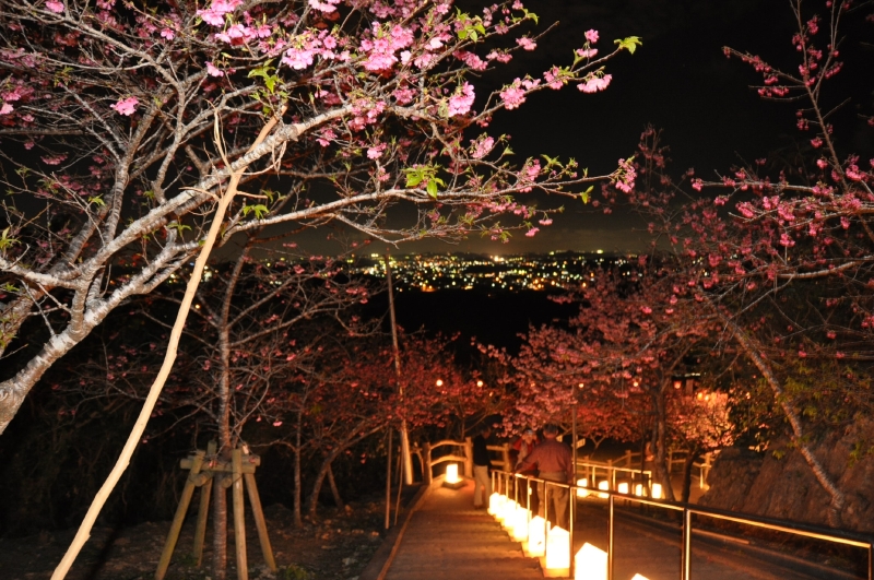 八重瀨櫻花祭(やえせ桜まつり)|沖繩冬天 沖繩好去處 沖繩櫻花 沖繩景點 沖繩1月 沖繩2月 沖繩櫻花祭 八重岳櫻花祭 沖繩本部櫻花祭