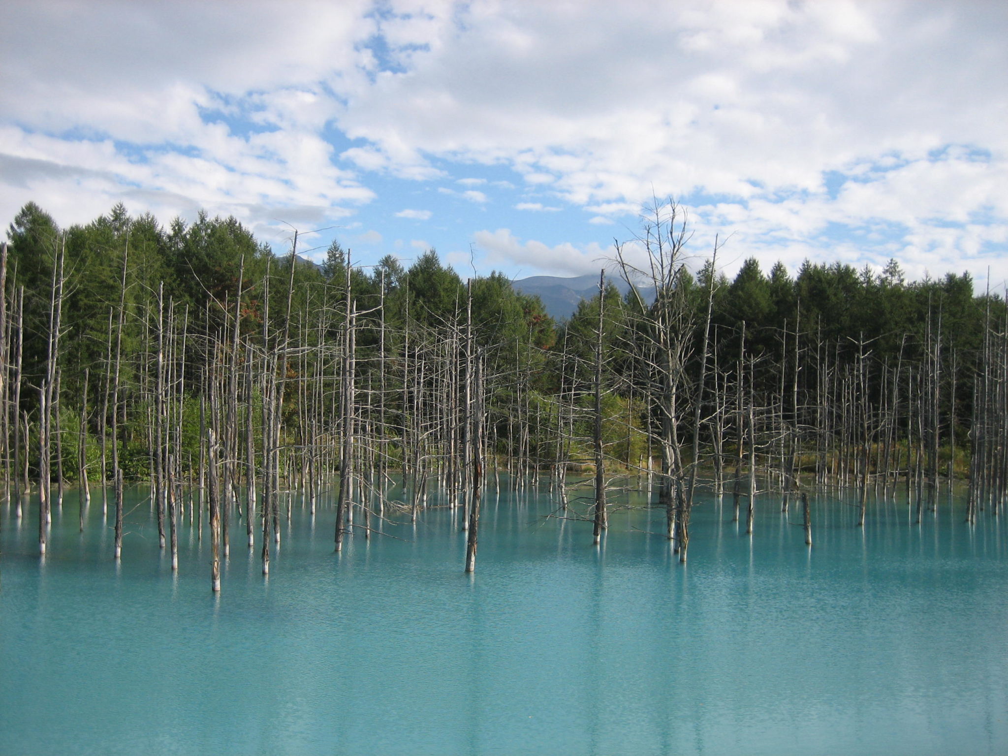 白金青池(Shirogane Blue Pond|白金青い池)| 北海道 Hokkaido 北海道景點 北海道道北景點 富良野景點 富良野 美瑛景點 美瑛