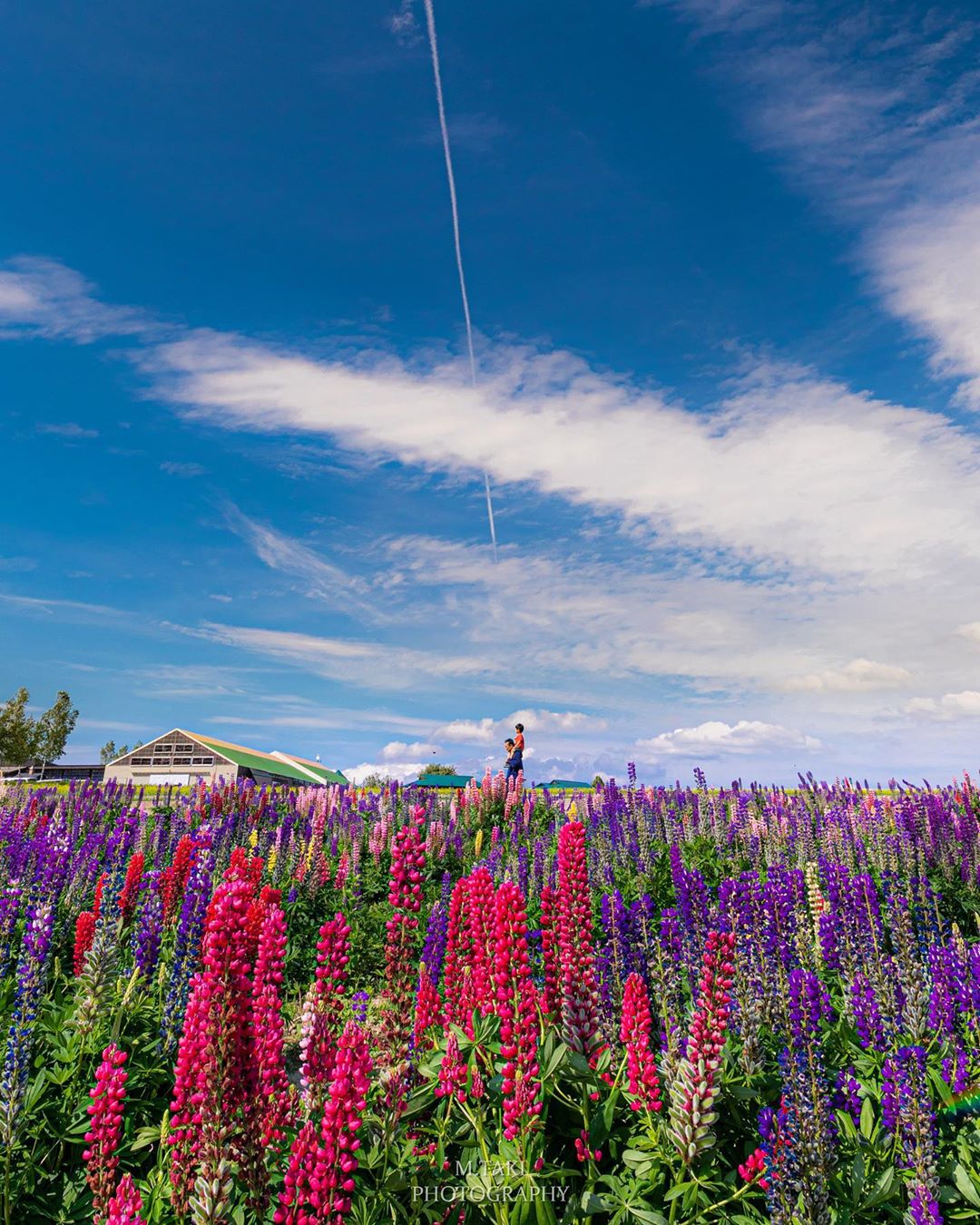 Flower Land Kamifurano|日本 Japan 日本必食 日本必吃 日本必到 日本必去 日本必買 日本必掃 日本自由行 日本行程 日本行程包 日本懶人包 日本好去處 日本景點 日本必到景點 日本必去景點 日本美食 日本交通 日本攻略 日本自由行行程 日本自由行行程推薦 日本酒店 日本飯店 日本酒店推薦 日本飯店推薦 日本必住酒店 日本必住飯店 日本必食2019 日本必吃2019 日本必到2019 日本必去2019 日本必買2019 日本必掃2019 日本自由行2019 日本行程2019 日本行程包2019 日本懶人包2019 日本好去處2019 日本景點2019 日本必到景點2019 日本必去景點2019 日本美食2019 日本交通2019 日本攻略2019 日本自由行行程2019 日本自由行行程推薦2019 日本酒店2019 日本飯店2019 日本酒店推薦2019 日本飯店推薦2019 日本必住酒店2019 日本必住飯店2019 北海道 Hokkaido 北海道必食 北海道必吃 北海道必到 北海道必去 北海道必買 北海道北海道必掃 北海道自由行 北海道行程 北海道行程包 北海道懶人包 北海道好去處 北海道景點 北海道必到景點 北海道必去景點 北海道美食 北海道交通 北海道攻略 北海道自由行行程 北海道自由行行程推薦 北海道酒店 北海道飯店 北海道酒店推薦 北海道飯店推薦 北海道必住酒店 北海道必住飯店 北海道必吃2019 北海道必到2019 北海道必去2019 北海道必買2019 北海道必掃2019 北海道自由行2019 北海道行程2019 北海道行程包2019 北海道懶人包2019 北海道好去處2019 北海道景點2019 北海道必到景點2019 北海道必去景點2019 北海道美食2019 北海道交通2019 北海道攻略2019 北海道自由行行程2019 北海道自由行行程推薦2019 北海道酒店2019 北海道飯店2019 北海道酒店推薦2019 北海道飯店推薦2019 北海道必住酒店2019 北海道必住飯店2019 函館機場 八幡坂 函館山 函館朝市 金森紅磚倉庫群 小丑漢堡 五稜郭 函館 登別 地獄谷 登別溫泉街 熊牧場 San Lavia滑雪場 札幌 小樽 田中酒造龜甲藏 小樽音樂盒本館 小樽堺町通り商店街 小樽運河 狸小路商店街 新千歲機場 大通公園 富田農場 富田哈密瓜工房 四季彩之丘 Flower Land Kamifurano 富良野 Furano Cheese Factory flower land kamifurano map code flower land kamifurano精油 flower land kamifurano中文 flower land上富良野交通 flower land農場 四季彩之丘 日之出公園 富田農場