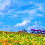 Flower Land Kamifurano|日本 Japan 日本必食 日本必吃 日本必到 日本必去 日本必買 日本必掃 日本自由行 日本行程 日本行程包 日本懶人包 日本好去處 日本景點 日本必到景點 日本必去景點 日本美食 日本交通 日本攻略 日本自由行行程 日本自由行行程推薦 日本酒店 日本飯店 日本酒店推薦 日本飯店推薦 日本必住酒店 日本必住飯店 日本必食2019 日本必吃2019 日本必到2019 日本必去2019 日本必買2019 日本必掃2019 日本自由行2019 日本行程2019 日本行程包2019 日本懶人包2019 日本好去處2019 日本景點2019 日本必到景點2019 日本必去景點2019 日本美食2019 日本交通2019 日本攻略2019 日本自由行行程2019 日本自由行行程推薦2019 日本酒店2019 日本飯店2019 日本酒店推薦2019 日本飯店推薦2019 日本必住酒店2019 日本必住飯店2019 北海道 Hokkaido 北海道必食 北海道必吃 北海道必到 北海道必去 北海道必買 北海道北海道必掃 北海道自由行 北海道行程 北海道行程包 北海道懶人包 北海道好去處 北海道景點 北海道必到景點 北海道必去景點 北海道美食 北海道交通 北海道攻略 北海道自由行行程 北海道自由行行程推薦 北海道酒店 北海道飯店 北海道酒店推薦 北海道飯店推薦 北海道必住酒店 北海道必住飯店 北海道必吃2019 北海道必到2019 北海道必去2019 北海道必買2019 北海道必掃2019 北海道自由行2019 北海道行程2019 北海道行程包2019 北海道懶人包2019 北海道好去處2019 北海道景點2019 北海道必到景點2019 北海道必去景點2019 北海道美食2019 北海道交通2019 北海道攻略2019 北海道自由行行程2019 北海道自由行行程推薦2019 北海道酒店2019 北海道飯店2019 北海道酒店推薦2019 北海道飯店推薦2019 北海道必住酒店2019 北海道必住飯店2019 函館機場 八幡坂 函館山 函館朝市 金森紅磚倉庫群 小丑漢堡 五稜郭 函館 登別 地獄谷 登別溫泉街 熊牧場 San Lavia滑雪場 札幌 小樽 田中酒造龜甲藏 小樽音樂盒本館 小樽堺町通り商店街 小樽運河 狸小路商店街 新千歲機場 大通公園 富田農場 富田哈密瓜工房 四季彩之丘 Flower Land Kamifurano 富良野 Furano Cheese Factory flower land kamifurano map code flower land kamifurano精油 flower land kamifurano中文 flower land上富良野交通 flower land農場 四季彩之丘 日之出公園 富田農場