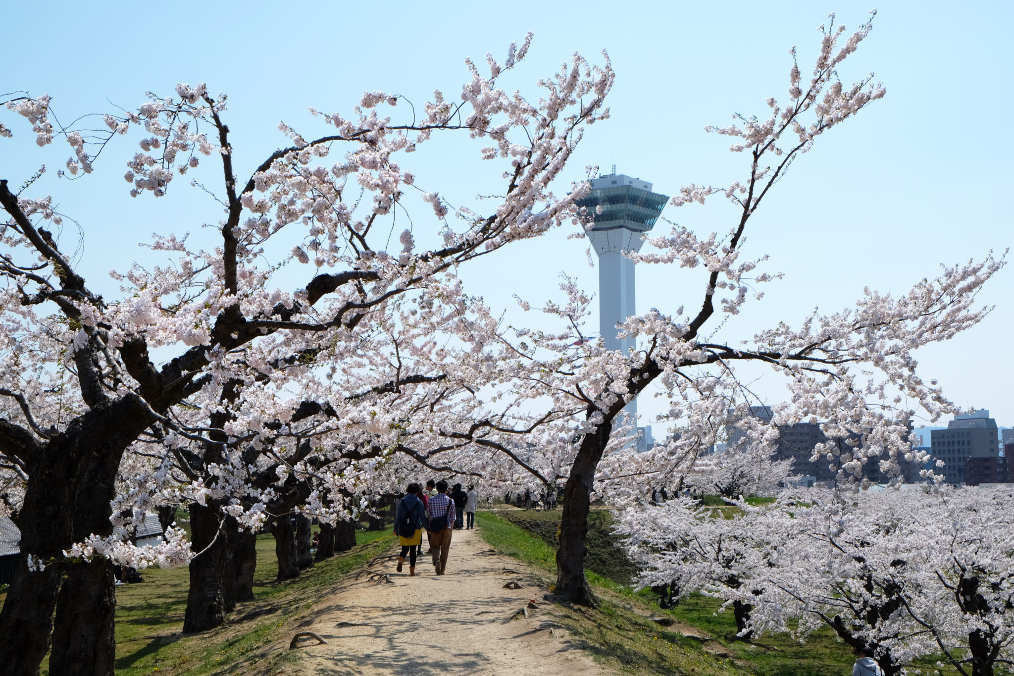 五稜郭公園 Goryokaku Park 五稜郭塔 Goryokaku Tower 五稜星之夢 五稜郭公園櫻花 五稜郭公園紅葉｜北海道 Hokkaido 北海道景點 北海道行程 北海道道南景點 函館 Hakodate 函館景點 函館交通 函館市電 函館市電一日券 函館行程 函館一日遊