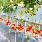 【草莓季2020】大阪草莓園9選!任摘任食放題吃到飽!交通方便、網上預約!