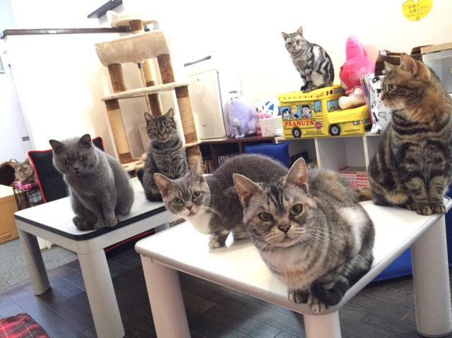 大阪道頓堀貓CAFE