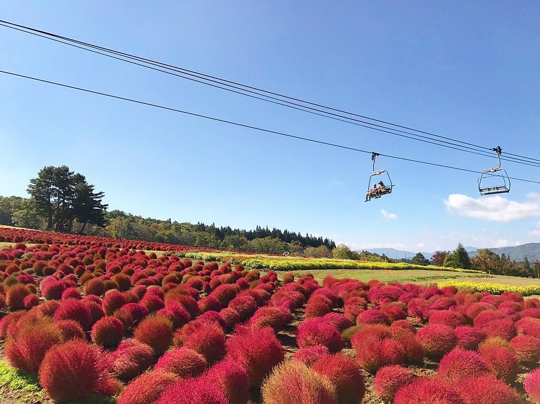 岐阜ひるがのピクニックガーデン 桃色吐息 Hirugano Picnic Garden 矮牽牛花田 岐阜ひるがのピクニックガーデン ひるがの高原コキアパーク Hirugano Picnic Garden 日本掃帚草 東京掃帚草 大阪掃帚草 京都掃帚草 關西掃帚草 名古屋掃帚草 日本波波草 紅色波波草 紅色掃帚草 東京波波草 大阪波波草 京都波波草 關西波波草 名古屋波波草 日本 波波草 景點 日本波波草景點 日本掃帚草景點 日本 掃帚草 景黠 日本 秋天 必去 日本 秋天 賞花