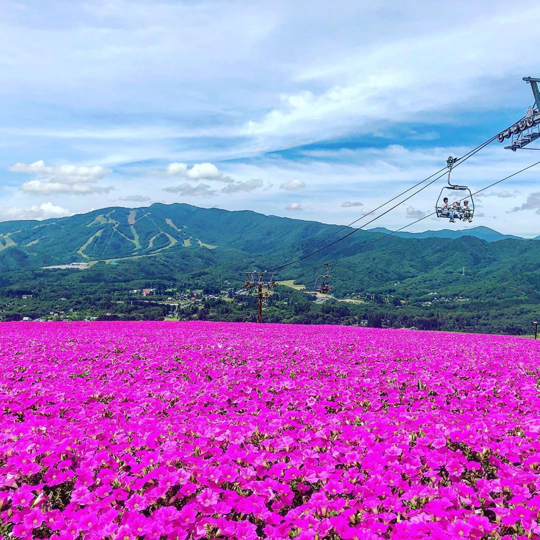 岐阜ひるがのピクニックガーデン 桃色吐息 Hirugano Picnic Garden 矮牽牛花田 岐阜ひるがのピクニックガーデン ひるがの高原コキアパーク Hirugano Picnic Garden 日本掃帚草 東京掃帚草 大阪掃帚草 京都掃帚草 關西掃帚草 名古屋掃帚草 日本波波草 紅色波波草 紅色掃帚草 東京波波草 大阪波波草 京都波波草 關西波波草 名古屋波波草 日本 波波草 景點 日本波波草景點 日本掃帚草景點 日本 掃帚草 景黠 日本 秋天 必去 日本 秋天 賞花