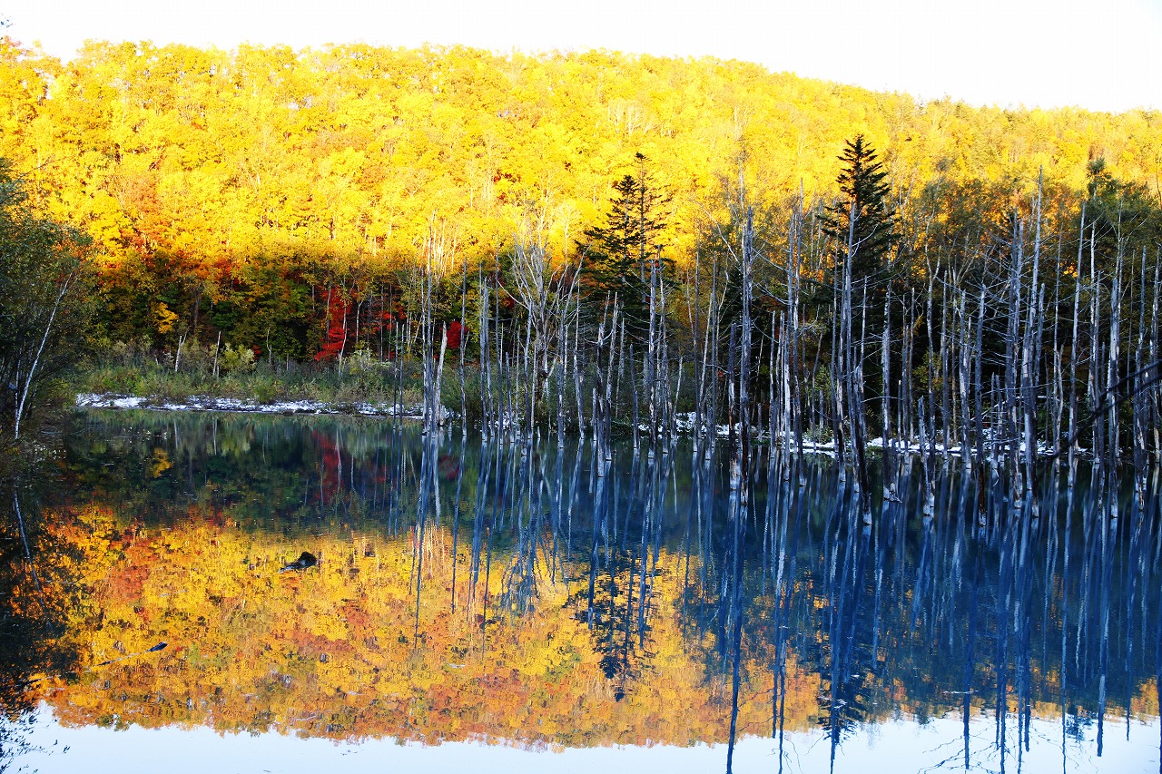 白金青池(Shirogane Blue Pond|白金青い池)| 北海道 Hokkaido 北海道景點 北海道道北景點 富良野景點 富良野 美瑛景點 美瑛