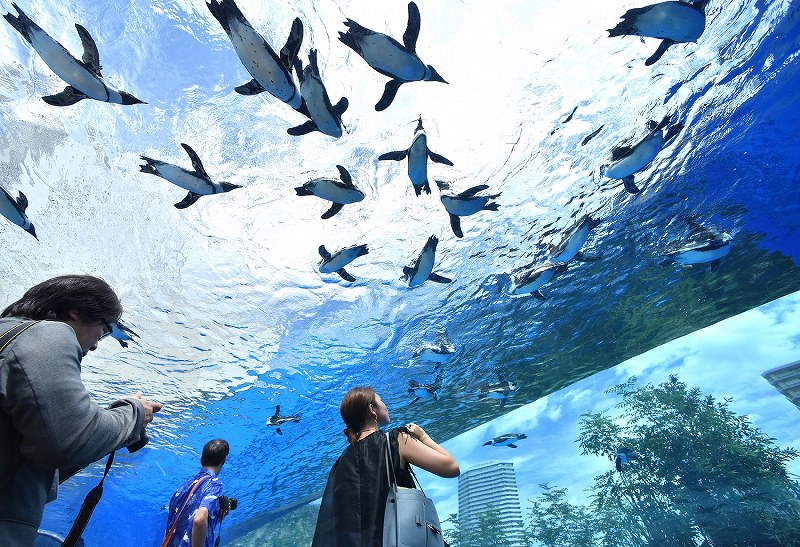 人氣動漫主題房！地點方便！池袋太陽城王子酒店 Ikebukuro Sunshine City Prince Hotel - 陽光水族館