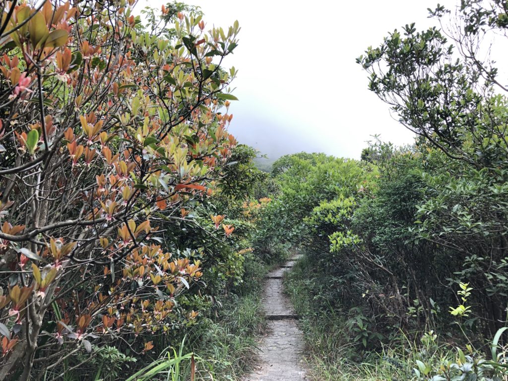 山頂行山 太平山行山 龍虎山 山頂廣場 山頂纜車 凌霄閣 山頂花園 杜莎夫人蠟像館 大富翁夢想世界 凌霄閣摩天台428 香港夜景 山頂花園