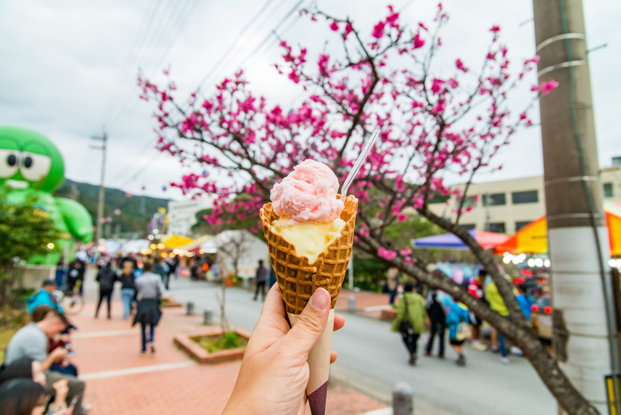 名護櫻花祭(名護さくら祭り)|沖繩冬天 沖繩好去處 沖繩櫻花 沖繩景點 沖繩1月 沖繩2月 沖繩櫻花祭 八重岳櫻花祭 沖繩本部櫻花祭