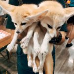 Little Zoo Cafe|泰國 Thailand 泰國必食 泰國必吃 泰國必到 泰國必去 泰國必買 泰國必掃 泰國自由行 行程 泰國行程包 泰國懶人包 泰國好去處 泰國景點 泰國必到景點 泰國必去景點 泰國美食 泰國交通 泰國攻略 泰國自由行行程 泰國自由行行程推薦 泰國酒店 泰國飯店 泰國酒店推薦 泰國飯店推薦 泰國必住酒店 泰國必住飯店 泰國必食2019 泰國必吃2019 泰國必到2019 泰國必去2019 泰國必買2019 泰國必掃2019 泰國自由行2019 泰國行程2019 泰國行程包2019 泰國懶人包2019 泰國好去處2019 泰國景點2019 泰國必到景點2019 泰國必去景點2019 泰國美食2019 泰國交通2019 泰國攻略2019 泰國自由行行程2019 泰國自由行行程推薦2019 泰國酒店2019 泰國飯店2019 泰國酒店推薦2019 泰國飯店推薦2019 泰國必住酒店2019 泰國必住飯店2019 曼谷 Bangkok 曼谷必食 曼谷必吃 曼谷必到 曼谷必去 曼谷必買 曼谷必掃 曼谷自由行 行程 曼谷行程包 曼谷懶人包 曼谷好去處 曼谷景點 曼谷必到景點 曼谷必去景點 曼谷美食 曼谷交通 曼谷攻略 曼谷自由行行程 曼谷自由行行程推薦 曼谷酒店 曼谷飯店 曼谷酒店推薦 曼谷飯店推薦 曼谷必住酒店 曼谷必住飯店 曼谷必食2019 曼谷必吃2019 曼谷必到2019 曼谷必去2019 曼谷必買2019 曼谷必掃2019 曼谷自由行2019 曼谷行程2019 曼谷行程包2019 曼谷懶人包2019 曼谷好去處2019 曼谷景點2019 曼谷必到景點2019 曼谷必去景點2019 曼谷美食2019 曼谷交通2019 曼谷攻略2019 曼谷自由行行程2019 曼谷自由行行程推薦2019 曼谷酒店2019 曼谷飯店2019 曼谷酒店推薦2019 曼谷飯店推薦2019 曼谷必住酒店2019 曼谷必住飯店2019 TrueLove@Neverland Little Zoo Cafe Caturday Cat Café Rabbito Cafe cafe Corgi in the Garden 動物cafe 泰國動物cafe 曼谷動物cafe 哈士奇cafe 二哈cafe 柯基cafe little zoo cafe預約 little zoo cafe本店 little zoo cafe分店 little zoo cafe facebook little zoo cafe siam menu little zoo cafe booking little-zoo-cafe-bangkok 2019 the animal cafe restaurant dog in town cafe 曼谷貓狗cafe