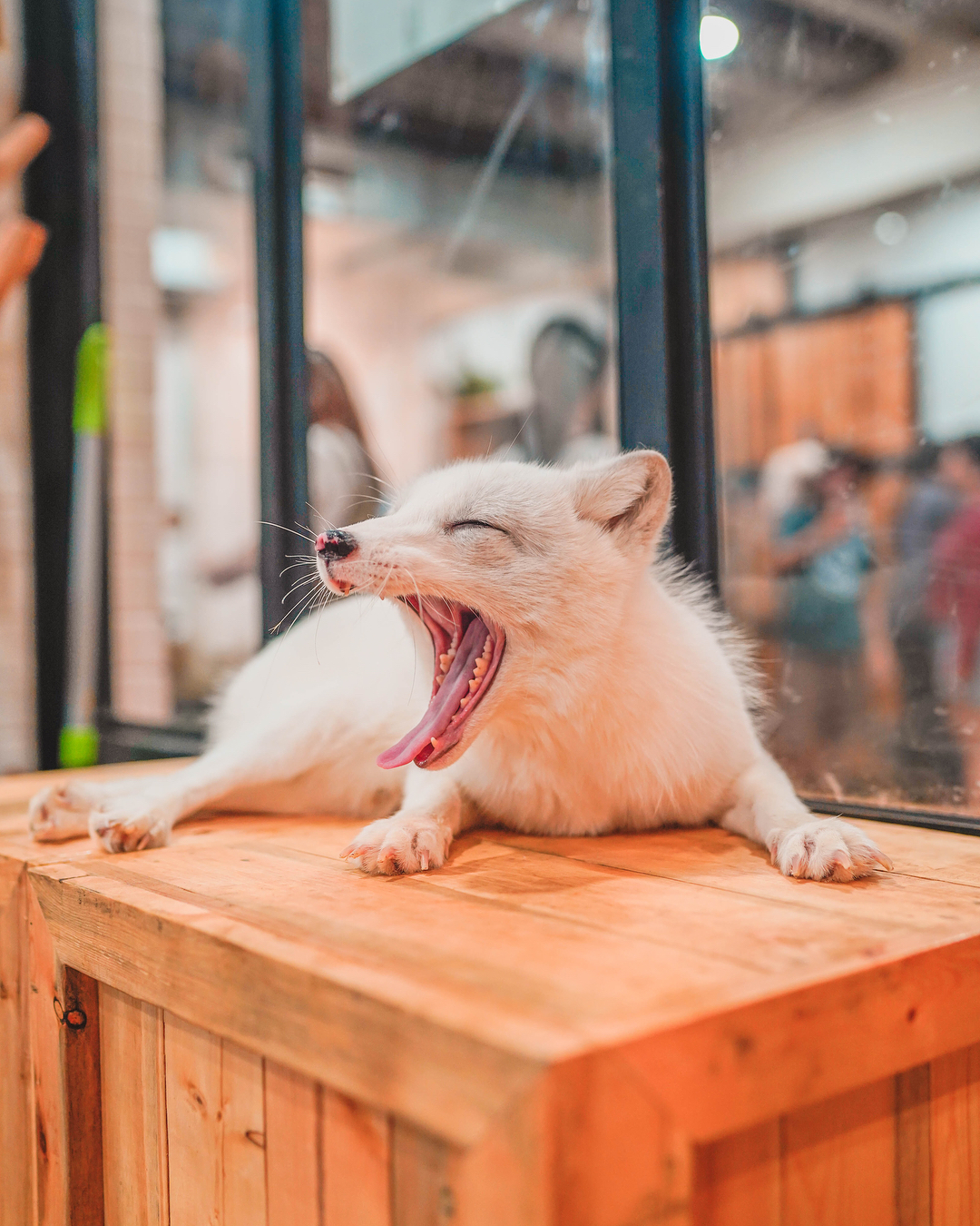 Little Zoo Cafe|泰國 Thailand 泰國必食 泰國必吃 泰國必到 泰國必去 泰國必買 泰國必掃 泰國自由行 行程 泰國行程包 泰國懶人包 泰國好去處 泰國景點 泰國必到景點 泰國必去景點 泰國美食 泰國交通 泰國攻略 泰國自由行行程 泰國自由行行程推薦 泰國酒店 泰國飯店 泰國酒店推薦 泰國飯店推薦 泰國必住酒店 泰國必住飯店 泰國必食2019 泰國必吃2019 泰國必到2019 泰國必去2019 泰國必買2019 泰國必掃2019 泰國自由行2019 泰國行程2019 泰國行程包2019 泰國懶人包2019 泰國好去處2019 泰國景點2019 泰國必到景點2019 泰國必去景點2019 泰國美食2019 泰國交通2019 泰國攻略2019 泰國自由行行程2019 泰國自由行行程推薦2019 泰國酒店2019 泰國飯店2019 泰國酒店推薦2019 泰國飯店推薦2019 泰國必住酒店2019 泰國必住飯店2019 曼谷 Bangkok 曼谷必食 曼谷必吃 曼谷必到 曼谷必去 曼谷必買 曼谷必掃 曼谷自由行 行程 曼谷行程包 曼谷懶人包 曼谷好去處 曼谷景點 曼谷必到景點 曼谷必去景點 曼谷美食 曼谷交通 曼谷攻略 曼谷自由行行程 曼谷自由行行程推薦 曼谷酒店 曼谷飯店 曼谷酒店推薦 曼谷飯店推薦 曼谷必住酒店 曼谷必住飯店 曼谷必食2019 曼谷必吃2019 曼谷必到2019 曼谷必去2019 曼谷必買2019 曼谷必掃2019 曼谷自由行2019 曼谷行程2019 曼谷行程包2019 曼谷懶人包2019 曼谷好去處2019 曼谷景點2019 曼谷必到景點2019 曼谷必去景點2019 曼谷美食2019 曼谷交通2019 曼谷攻略2019 曼谷自由行行程2019 曼谷自由行行程推薦2019 曼谷酒店2019 曼谷飯店2019 曼谷酒店推薦2019 曼谷飯店推薦2019 曼谷必住酒店2019 曼谷必住飯店2019 TrueLove@Neverland Little Zoo Cafe Caturday Cat Café Rabbito Cafe cafe Corgi in the Garden 動物cafe 泰國動物cafe 曼谷動物cafe 哈士奇cafe 二哈cafe 柯基cafe little zoo cafe預約 little zoo cafe本店 little zoo cafe分店 little zoo cafe facebook little zoo cafe siam menu little zoo cafe booking little-zoo-cafe-bangkok 2019 the animal cafe restaurant dog in town cafe 曼谷貓狗cafe