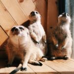 Little Zoo Cafe|泰國 Thailand 泰國必食 泰國必吃 泰國必到 泰國必去 泰國必買 泰國必掃 泰國自由行 行程 泰國行程包 泰國懶人包 泰國好去處 泰國景點 泰國必到景點 泰國必去景點 泰國美食 泰國交通 泰國攻略 泰國自由行行程 泰國自由行行程推薦 泰國酒店 泰國飯店 泰國酒店推薦 泰國飯店推薦 泰國必住酒店 泰國必住飯店 泰國必食2019 泰國必吃2019 泰國必到2019 泰國必去2019 泰國必買2019 泰國必掃2019 泰國自由行2019 泰國行程2019 泰國行程包2019 泰國懶人包2019 泰國好去處2019 泰國景點2019 泰國必到景點2019 泰國必去景點2019 泰國美食2019 泰國交通2019 泰國攻略2019 泰國自由行行程2019 泰國自由行行程推薦2019 泰國酒店2019 泰國飯店2019 泰國酒店推薦2019 泰國飯店推薦2019 泰國必住酒店2019 泰國必住飯店2019 曼谷 Bangkok 曼谷必食 曼谷必吃 曼谷必到 曼谷必去 曼谷必買 曼谷必掃 曼谷自由行 行程 曼谷行程包 曼谷懶人包 曼谷好去處 曼谷景點 曼谷必到景點 曼谷必去景點 曼谷美食 曼谷交通 曼谷攻略 曼谷自由行行程 曼谷自由行行程推薦 曼谷酒店 曼谷飯店 曼谷酒店推薦 曼谷飯店推薦 曼谷必住酒店 曼谷必住飯店 曼谷必食2019 曼谷必吃2019 曼谷必到2019 曼谷必去2019 曼谷必買2019 曼谷必掃2019 曼谷自由行2019 曼谷行程2019 曼谷行程包2019 曼谷懶人包2019 曼谷好去處2019 曼谷景點2019 曼谷必到景點2019 曼谷必去景點2019 曼谷美食2019 曼谷交通2019 曼谷攻略2019 曼谷自由行行程2019 曼谷自由行行程推薦2019 曼谷酒店2019 曼谷飯店2019 曼谷酒店推薦2019 曼谷飯店推薦2019 曼谷必住酒店2019 曼谷必住飯店2019 TrueLove@Neverland Little Zoo Cafe Caturday Cat Café Rabbito Cafe cafe Corgi in the Garden 動物cafe 泰國動物cafe 曼谷動物cafe 哈士奇cafe 二哈cafe 柯基cafe little zoo cafe預約 little zoo cafe本店 little zoo cafe分店 little zoo cafe facebook little zoo cafe siam menu little zoo cafe booking little-zoo-cafe-bangkok 2019 the animal cafe restaurant dog in town cafe 曼谷貓狗cafe