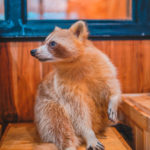 Little Zoo Cafe|泰國 Thailand 泰國必食 泰國必吃 泰國必到 泰國必去 泰國必買 泰國必掃 泰國自由行 行程 泰國行程包 泰國懶人包 泰國好去處 泰國景點 泰國必到景點 泰國必去景點 泰國美食 泰國交通 泰國攻略 泰國自由行行程 泰國自由行行程推薦 泰國酒店 泰國飯店 泰國酒店推薦 泰國飯店推薦 泰國必住酒店 泰國必住飯店 泰國必食2019 泰國必吃2019 泰國必到2019 泰國必去2019 泰國必買2019 泰國必掃2019 泰國自由行2019 泰國行程2019 泰國行程包2019 泰國懶人包2019 泰國好去處2019 泰國景點2019 泰國必到景點2019 泰國必去景點2019 泰國美食2019 泰國交通2019 泰國攻略2019 泰國自由行行程2019 泰國自由行行程推薦2019 泰國酒店2019 泰國飯店2019 泰國酒店推薦2019 泰國飯店推薦2019 泰國必住酒店2019 泰國必住飯店2019 曼谷 Bangkok 曼谷必食 曼谷必吃 曼谷必到 曼谷必去 曼谷必買 曼谷必掃 曼谷自由行 行程 曼谷行程包 曼谷懶人包 曼谷好去處 曼谷景點 曼谷必到景點 曼谷必去景點 曼谷美食 曼谷交通 曼谷攻略 曼谷自由行行程 曼谷自由行行程推薦 曼谷酒店 曼谷飯店 曼谷酒店推薦 曼谷飯店推薦 曼谷必住酒店 曼谷必住飯店 曼谷必食2019 曼谷必吃2019 曼谷必到2019 曼谷必去2019 曼谷必買2019 曼谷必掃2019 曼谷自由行2019 曼谷行程2019 曼谷行程包2019 曼谷懶人包2019 曼谷好去處2019 曼谷景點2019 曼谷必到景點2019 曼谷必去景點2019 曼谷美食2019 曼谷交通2019 曼谷攻略2019 曼谷自由行行程2019 曼谷自由行行程推薦2019 曼谷酒店2019 曼谷飯店2019 曼谷酒店推薦2019 曼谷飯店推薦2019 曼谷必住酒店2019 曼谷必住飯店2019 TrueLove@Neverland Little Zoo Cafe Caturday Cat Café Rabbito Cafe cafe Corgi in the Garden 動物cafe 泰國動物cafe 曼谷動物cafe 哈士奇cafe 二哈cafe 柯基cafe little zoo cafe預約 little zoo cafe本店 little zoo cafe分店 little zoo cafe facebook little zoo cafe siam menu little zoo cafe booking little-zoo-cafe-bangkok 2019 the animal cafe restaurant dog in town cafe 曼谷貓狗cafe