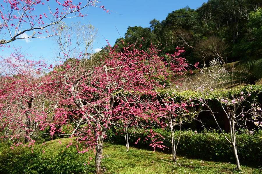 台灣櫻花地點 - 台東太麻里青山農場