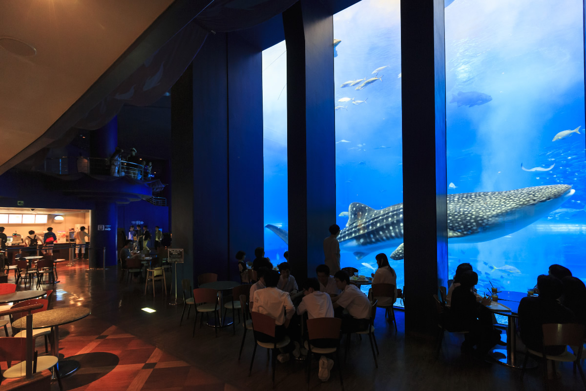 Ocean Blue cafe 美麗海水族館Cafe 美麗海水族館餐廳 海洋博公園餐廳  美麗海水族必看 海洋博公園必看 沖繩美麗海水族館 沖縄美ら海水族館 Okinawa Churaumi Aquarium 海洋博公園 Ocean Expo Park 沖繩自由行 沖繩自駕遊 沖繩景點 沖繩好去處 沖繩必去 沖繩Cafe 沖繩餐廳 沖繩必食 沖繩美食