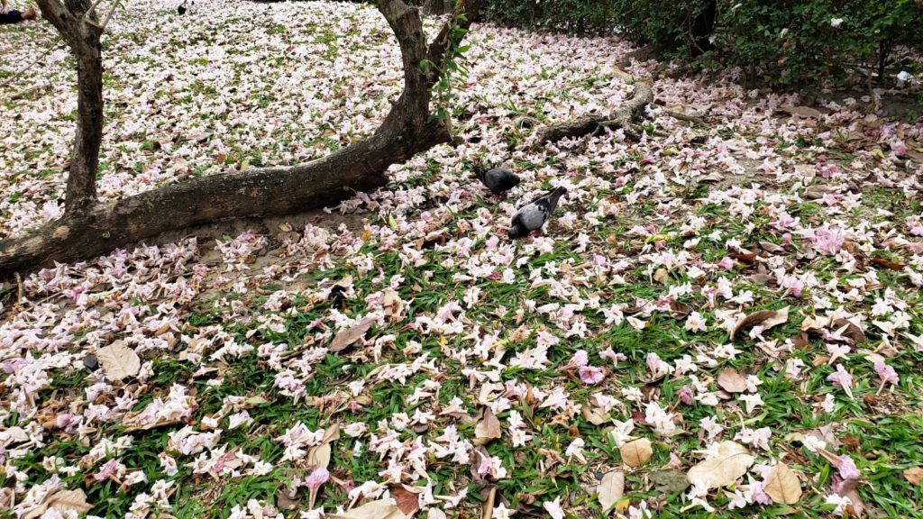 曼谷景點 曼谷公園 曼谷必逛公園 倫披尼公園 Lumphini Park 班哲希利公園 Benchasiri Park 班嘉奇蒂公園 Benjakitti Park