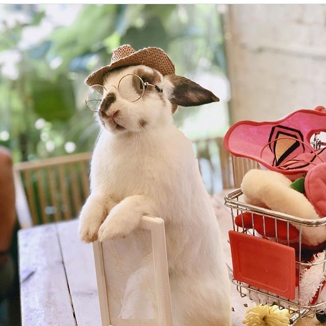 Rabbito Cafe|泰國 Thailand 泰國必食 泰國必吃 泰國必到 泰國必去 泰國必買 泰國必掃 泰國自由行 行程 泰國行程包 泰國懶人包 泰國好去處 泰國景點 泰國必到景點 泰國必去景點 泰國美食 泰國交通 泰國攻略 泰國自由行行程 泰國自由行行程推薦 泰國酒店 泰國飯店 泰國酒店推薦 泰國飯店推薦 泰國必住酒店 泰國必住飯店 泰國必食2019 泰國必吃2019 泰國必到2019 泰國必去2019 泰國必買2019 泰國必掃2019 泰國自由行2019 泰國行程2019 泰國行程包2019 泰國懶人包2019 泰國好去處2019 泰國景點2019 泰國必到景點2019 泰國必去景點2019 泰國美食2019 泰國交通2019 泰國攻略2019 泰國自由行行程2019 泰國自由行行程推薦2019 泰國酒店2019 泰國飯店2019 泰國酒店推薦2019 泰國飯店推薦2019 泰國必住酒店2019 泰國必住飯店2019 曼谷 Bangkok 曼谷必食 曼谷必吃 曼谷必到 曼谷必去 曼谷必買 曼谷必掃 曼谷自由行 行程 曼谷行程包 曼谷懶人包 曼谷好去處 曼谷景點 曼谷必到景點 曼谷必去景點 曼谷美食 曼谷交通 曼谷攻略 曼谷自由行行程 曼谷自由行行程推薦 曼谷酒店 曼谷飯店 曼谷酒店推薦 曼谷飯店推薦 曼谷必住酒店 曼谷必住飯店 曼谷必食2019 曼谷必吃2019 曼谷必到2019 曼谷必去2019 曼谷必買2019 曼谷必掃2019 曼谷自由行2019 曼谷行程2019 曼谷行程包2019 曼谷懶人包2019 曼谷好去處2019 曼谷景點2019 曼谷必到景點2019 曼谷必去景點2019 曼谷美食2019 曼谷交通2019 曼谷攻略2019 曼谷自由行行程2019 曼谷自由行行程推薦2019 曼谷酒店2019 曼谷飯店2019 曼谷酒店推薦2019 曼谷飯店推薦2019 曼谷必住酒店2019 曼谷必住飯店2019 TrueLove@Neverland Little Zoo Cafe Caturday Cat Café Rabbito Cafe cafe Corgi in the Garden 動物cafe 泰國動物cafe 曼谷動物cafe 哈士奇cafe 二哈cafe 柯基cafe