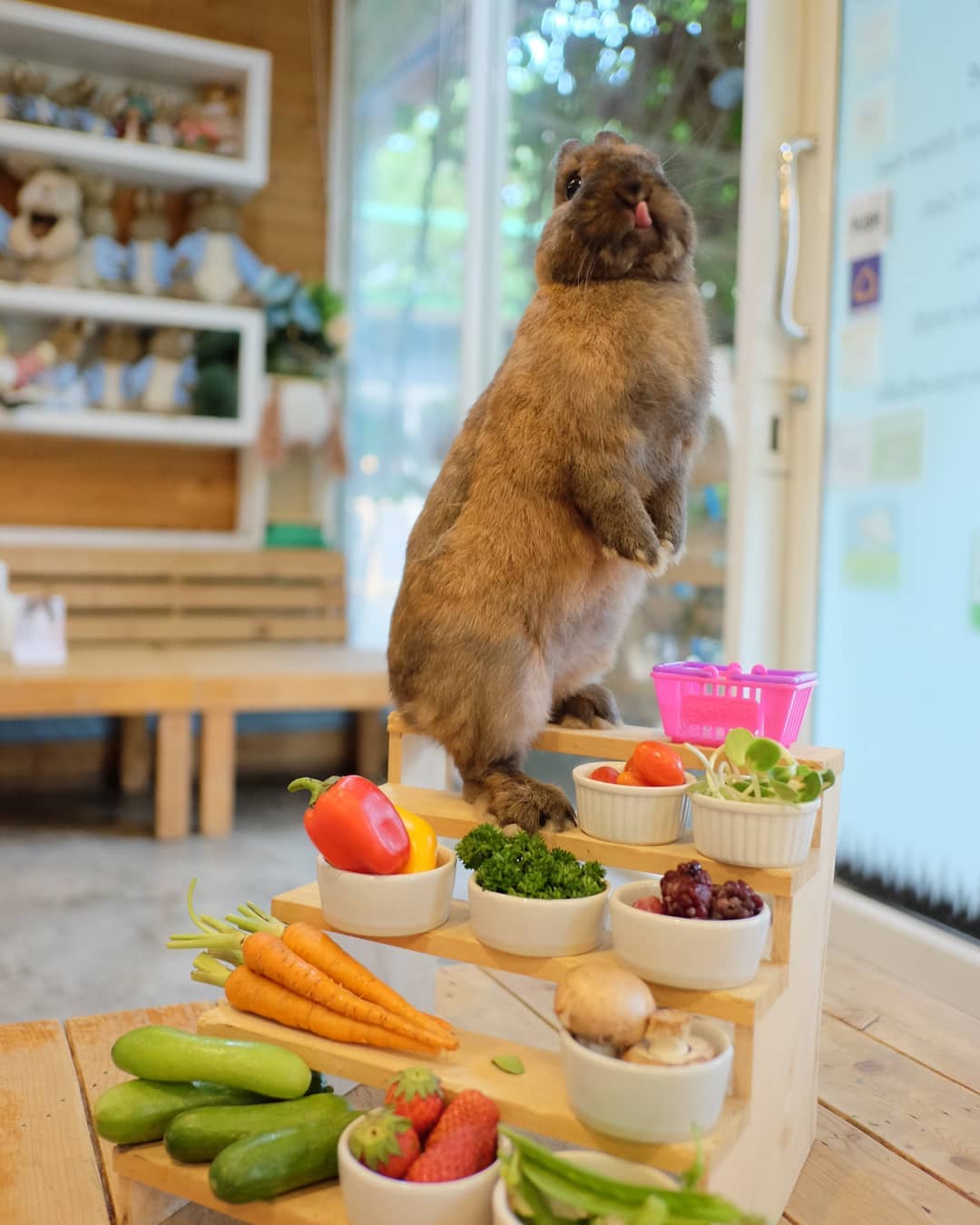 Rabbito Cafe|泰國 Thailand 泰國必食 泰國必吃 泰國必到 泰國必去 泰國必買 泰國必掃 泰國自由行 行程 泰國行程包 泰國懶人包 泰國好去處 泰國景點 泰國必到景點 泰國必去景點 泰國美食 泰國交通 泰國攻略 泰國自由行行程 泰國自由行行程推薦 泰國酒店 泰國飯店 泰國酒店推薦 泰國飯店推薦 泰國必住酒店 泰國必住飯店 泰國必食2019 泰國必吃2019 泰國必到2019 泰國必去2019 泰國必買2019 泰國必掃2019 泰國自由行2019 泰國行程2019 泰國行程包2019 泰國懶人包2019 泰國好去處2019 泰國景點2019 泰國必到景點2019 泰國必去景點2019 泰國美食2019 泰國交通2019 泰國攻略2019 泰國自由行行程2019 泰國自由行行程推薦2019 泰國酒店2019 泰國飯店2019 泰國酒店推薦2019 泰國飯店推薦2019 泰國必住酒店2019 泰國必住飯店2019 曼谷 Bangkok 曼谷必食 曼谷必吃 曼谷必到 曼谷必去 曼谷必買 曼谷必掃 曼谷自由行 行程 曼谷行程包 曼谷懶人包 曼谷好去處 曼谷景點 曼谷必到景點 曼谷必去景點 曼谷美食 曼谷交通 曼谷攻略 曼谷自由行行程 曼谷自由行行程推薦 曼谷酒店 曼谷飯店 曼谷酒店推薦 曼谷飯店推薦 曼谷必住酒店 曼谷必住飯店 曼谷必食2019 曼谷必吃2019 曼谷必到2019 曼谷必去2019 曼谷必買2019 曼谷必掃2019 曼谷自由行2019 曼谷行程2019 曼谷行程包2019 曼谷懶人包2019 曼谷好去處2019 曼谷景點2019 曼谷必到景點2019 曼谷必去景點2019 曼谷美食2019 曼谷交通2019 曼谷攻略2019 曼谷自由行行程2019 曼谷自由行行程推薦2019 曼谷酒店2019 曼谷飯店2019 曼谷酒店推薦2019 曼谷飯店推薦2019 曼谷必住酒店2019 曼谷必住飯店2019 TrueLove@Neverland Little Zoo Cafe Caturday Cat Café Rabbito Cafe cafe Corgi in the Garden 動物cafe 泰國動物cafe 曼谷動物cafe 哈士奇cafe 二哈cafe 柯基cafe