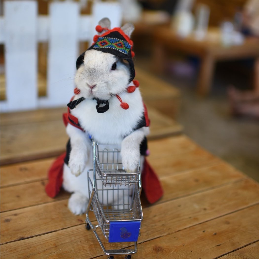 Rabbito Cafe|泰國 Thailand 泰國必食 泰國必吃 泰國必到 泰國必去 泰國必買 泰國必掃 泰國自由行 行程 泰國行程包 泰國懶人包 泰國好去處 泰國景點 泰國必到景點 泰國必去景點 泰國美食 泰國交通 泰國攻略 泰國自由行行程 泰國自由行行程推薦 泰國酒店 泰國飯店 泰國酒店推薦 泰國飯店推薦 泰國必住酒店 泰國必住飯店 泰國必食2019 泰國必吃2019 泰國必到2019 泰國必去2019 泰國必買2019 泰國必掃2019 泰國自由行2019 泰國行程2019 泰國行程包2019 泰國懶人包2019 泰國好去處2019 泰國景點2019 泰國必到景點2019 泰國必去景點2019 泰國美食2019 泰國交通2019 泰國攻略2019 泰國自由行行程2019 泰國自由行行程推薦2019 泰國酒店2019 泰國飯店2019 泰國酒店推薦2019 泰國飯店推薦2019 泰國必住酒店2019 泰國必住飯店2019 曼谷 Bangkok 曼谷必食 曼谷必吃 曼谷必到 曼谷必去 曼谷必買 曼谷必掃 曼谷自由行 行程 曼谷行程包 曼谷懶人包 曼谷好去處 曼谷景點 曼谷必到景點 曼谷必去景點 曼谷美食 曼谷交通 曼谷攻略 曼谷自由行行程 曼谷自由行行程推薦 曼谷酒店 曼谷飯店 曼谷酒店推薦 曼谷飯店推薦 曼谷必住酒店 曼谷必住飯店 曼谷必食2019 曼谷必吃2019 曼谷必到2019 曼谷必去2019 曼谷必買2019 曼谷必掃2019 曼谷自由行2019 曼谷行程2019 曼谷行程包2019 曼谷懶人包2019 曼谷好去處2019 曼谷景點2019 曼谷必到景點2019 曼谷必去景點2019 曼谷美食2019 曼谷交通2019 曼谷攻略2019 曼谷自由行行程2019 曼谷自由行行程推薦2019 曼谷酒店2019 曼谷飯店2019 曼谷酒店推薦2019 曼谷飯店推薦2019 曼谷必住酒店2019 曼谷必住飯店2019 TrueLove@Neverland Little Zoo Cafe Caturday Cat Café Rabbito Cafe cafe Corgi in the Garden 動物cafe 泰國動物cafe 曼谷動物cafe 哈士奇cafe 二哈cafe 柯基cafe