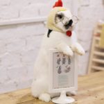 Rabbito Cafe|泰國 Thailand 泰國必食 泰國必吃 泰國必到 泰國必去 泰國必買 泰國必掃 泰國自由行 行程 泰國行程包 泰國懶人包 泰國好去處 泰國景點 泰國必到景點 泰國必去景點 泰國美食 泰國交通 泰國攻略 泰國自由行行程 泰國自由行行程推薦 泰國酒店 泰國飯店 泰國酒店推薦 泰國飯店推薦 泰國必住酒店 泰國必住飯店 泰國必食2019 泰國必吃2019 泰國必到2019 泰國必去2019 泰國必買2019 泰國必掃2019 泰國自由行2019 泰國行程2019 泰國行程包2019 泰國懶人包2019 泰國好去處2019 泰國景點2019 泰國必到景點2019 泰國必去景點2019 泰國美食2019 泰國交通2019 泰國攻略2019 泰國自由行行程2019 泰國自由行行程推薦2019 泰國酒店2019 泰國飯店2019 泰國酒店推薦2019 泰國飯店推薦2019 泰國必住酒店2019 泰國必住飯店2019 曼谷 Bangkok 曼谷必食 曼谷必吃 曼谷必到 曼谷必去 曼谷必買 曼谷必掃 曼谷自由行 行程 曼谷行程包 曼谷懶人包 曼谷好去處 曼谷景點 曼谷必到景點 曼谷必去景點 曼谷美食 曼谷交通 曼谷攻略 曼谷自由行行程 曼谷自由行行程推薦 曼谷酒店 曼谷飯店 曼谷酒店推薦 曼谷飯店推薦 曼谷必住酒店 曼谷必住飯店 曼谷必食2019 曼谷必吃2019 曼谷必到2019 曼谷必去2019 曼谷必買2019 曼谷必掃2019 曼谷自由行2019 曼谷行程2019 曼谷行程包2019 曼谷懶人包2019 曼谷好去處2019 曼谷景點2019 曼谷必到景點2019 曼谷必去景點2019 曼谷美食2019 曼谷交通2019 曼谷攻略2019 曼谷自由行行程2019 曼谷自由行行程推薦2019 曼谷酒店2019 曼谷飯店2019 曼谷酒店推薦2019 曼谷飯店推薦2019 曼谷必住酒店2019 曼谷必住飯店2019 TrueLove@Neverland Little Zoo Cafe Caturday Cat Café Rabbito Cafe cafe Corgi in the Garden 動物cafe 泰國動物cafe 曼谷動物cafe 哈士奇cafe 二哈cafe 柯基cafe