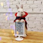 Rabbito Cafe|泰國 Thailand 泰國必食 泰國必吃 泰國必到 泰國必去 泰國必買 泰國必掃 泰國自由行 行程 泰國行程包 泰國懶人包 泰國好去處 泰國景點 泰國必到景點 泰國必去景點 泰國美食 泰國交通 泰國攻略 泰國自由行行程 泰國自由行行程推薦 泰國酒店 泰國飯店 泰國酒店推薦 泰國飯店推薦 泰國必住酒店 泰國必住飯店 泰國必食2019 泰國必吃2019 泰國必到2019 泰國必去2019 泰國必買2019 泰國必掃2019 泰國自由行2019 泰國行程2019 泰國行程包2019 泰國懶人包2019 泰國好去處2019 泰國景點2019 泰國必到景點2019 泰國必去景點2019 泰國美食2019 泰國交通2019 泰國攻略2019 泰國自由行行程2019 泰國自由行行程推薦2019 泰國酒店2019 泰國飯店2019 泰國酒店推薦2019 泰國飯店推薦2019 泰國必住酒店2019 泰國必住飯店2019 曼谷 Bangkok 曼谷必食 曼谷必吃 曼谷必到 曼谷必去 曼谷必買 曼谷必掃 曼谷自由行 行程 曼谷行程包 曼谷懶人包 曼谷好去處 曼谷景點 曼谷必到景點 曼谷必去景點 曼谷美食 曼谷交通 曼谷攻略 曼谷自由行行程 曼谷自由行行程推薦 曼谷酒店 曼谷飯店 曼谷酒店推薦 曼谷飯店推薦 曼谷必住酒店 曼谷必住飯店 曼谷必食2019 曼谷必吃2019 曼谷必到2019 曼谷必去2019 曼谷必買2019 曼谷必掃2019 曼谷自由行2019 曼谷行程2019 曼谷行程包2019 曼谷懶人包2019 曼谷好去處2019 曼谷景點2019 曼谷必到景點2019 曼谷必去景點2019 曼谷美食2019 曼谷交通2019 曼谷攻略2019 曼谷自由行行程2019 曼谷自由行行程推薦2019 曼谷酒店2019 曼谷飯店2019 曼谷酒店推薦2019 曼谷飯店推薦2019 曼谷必住酒店2019 曼谷必住飯店2019 TrueLove@Neverland Little Zoo Cafe Caturday Cat Café Rabbito Cafe cafe Corgi in the Garden 動物cafe 泰國動物cafe 曼谷動物cafe 哈士奇cafe 二哈cafe 柯基cafe