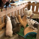 Rabbito Cafe|泰國 Thailand 泰國必食 泰國必吃 泰國必到 泰國必去 泰國必買 泰國必掃 泰國自由行 行程 泰國行程包 泰國懶人包 泰國好去處 泰國景點 泰國必到景點 泰國必去景點 泰國美食 泰國交通 泰國攻略 泰國自由行行程 泰國自由行行程推薦 泰國酒店 泰國飯店 泰國酒店推薦 泰國飯店推薦 泰國必住酒店 泰國必住飯店 泰國必食2019 泰國必吃2019 泰國必到2019 泰國必去2019 泰國必買2019 泰國必掃2019 泰國自由行2019 泰國行程2019 泰國行程包2019 泰國懶人包2019 泰國好去處2019 泰國景點2019 泰國必到景點2019 泰國必去景點2019 泰國美食2019 泰國交通2019 泰國攻略2019 泰國自由行行程2019 泰國自由行行程推薦2019 泰國酒店2019 泰國飯店2019 泰國酒店推薦2019 泰國飯店推薦2019 泰國必住酒店2019 泰國必住飯店2019 曼谷 Bangkok 曼谷必食 曼谷必吃 曼谷必到 曼谷必去 曼谷必買 曼谷必掃 曼谷自由行 行程 曼谷行程包 曼谷懶人包 曼谷好去處 曼谷景點 曼谷必到景點 曼谷必去景點 曼谷美食 曼谷交通 曼谷攻略 曼谷自由行行程 曼谷自由行行程推薦 曼谷酒店 曼谷飯店 曼谷酒店推薦 曼谷飯店推薦 曼谷必住酒店 曼谷必住飯店 曼谷必食2019 曼谷必吃2019 曼谷必到2019 曼谷必去2019 曼谷必買2019 曼谷必掃2019 曼谷自由行2019 曼谷行程2019 曼谷行程包2019 曼谷懶人包2019 曼谷好去處2019 曼谷景點2019 曼谷必到景點2019 曼谷必去景點2019 曼谷美食2019 曼谷交通2019 曼谷攻略2019 曼谷自由行行程2019 曼谷自由行行程推薦2019 曼谷酒店2019 曼谷飯店2019 曼谷酒店推薦2019 曼谷飯店推薦2019 曼谷必住酒店2019 曼谷必住飯店2019 TrueLove@Neverland Little Zoo Cafe Caturday Cat Café Rabbito Cafe cafe Corgi in the Garden 動物cafe 泰國動物cafe 曼谷動物cafe 哈士奇cafe 二哈cafe 柯基cafe