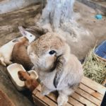 Rabbito Cafe|泰國 Thailand 泰國必食 泰國必吃 泰國必到 泰國必去 泰國必買 泰國必掃 泰國自由行 行程 泰國行程包 泰國懶人包 泰國好去處 泰國景點 泰國必到景點 泰國必去景點 泰國美食 泰國交通 泰國攻略 泰國自由行行程 泰國自由行行程推薦 泰國酒店 泰國飯店 泰國酒店推薦 泰國飯店推薦 泰國必住酒店 泰國必住飯店 泰國必食2019 泰國必吃2019 泰國必到2019 泰國必去2019 泰國必買2019 泰國必掃2019 泰國自由行2019 泰國行程2019 泰國行程包2019 泰國懶人包2019 泰國好去處2019 泰國景點2019 泰國必到景點2019 泰國必去景點2019 泰國美食2019 泰國交通2019 泰國攻略2019 泰國自由行行程2019 泰國自由行行程推薦2019 泰國酒店2019 泰國飯店2019 泰國酒店推薦2019 泰國飯店推薦2019 泰國必住酒店2019 泰國必住飯店2019 曼谷 Bangkok 曼谷必食 曼谷必吃 曼谷必到 曼谷必去 曼谷必買 曼谷必掃 曼谷自由行 行程 曼谷行程包 曼谷懶人包 曼谷好去處 曼谷景點 曼谷必到景點 曼谷必去景點 曼谷美食 曼谷交通 曼谷攻略 曼谷自由行行程 曼谷自由行行程推薦 曼谷酒店 曼谷飯店 曼谷酒店推薦 曼谷飯店推薦 曼谷必住酒店 曼谷必住飯店 曼谷必食2019 曼谷必吃2019 曼谷必到2019 曼谷必去2019 曼谷必買2019 曼谷必掃2019 曼谷自由行2019 曼谷行程2019 曼谷行程包2019 曼谷懶人包2019 曼谷好去處2019 曼谷景點2019 曼谷必到景點2019 曼谷必去景點2019 曼谷美食2019 曼谷交通2019 曼谷攻略2019 曼谷自由行行程2019 曼谷自由行行程推薦2019 曼谷酒店2019 曼谷飯店2019 曼谷酒店推薦2019 曼谷飯店推薦2019 曼谷必住酒店2019 曼谷必住飯店2019 TrueLove@Neverland Little Zoo Cafe Caturday Cat Café Rabbito Cafe cafe Corgi in the Garden 動物cafe 泰國動物cafe 曼谷動物cafe 哈士奇cafe 二哈cafe 柯基cafe