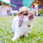 Rabbito Cafe|泰國 Thailand 泰國必食 泰國必吃 泰國必到 泰國必去 泰國必買 泰國必掃 泰國自由行 行程 泰國行程包 泰國懶人包 泰國好去處 泰國景點 泰國必到景點 泰國必去景點 泰國美食 泰國交通 泰國攻略 泰國自由行行程 泰國自由行行程推薦 泰國酒店 泰國飯店 泰國酒店推薦 泰國飯店推薦 泰國必住酒店 泰國必住飯店 泰國必食2019 泰國必吃2019 泰國必到2019 泰國必去2019 泰國必買2019 泰國必掃2019 泰國自由行2019 泰國行程2019 泰國行程包2019 泰國懶人包2019 泰國好去處2019 泰國景點2019 泰國必到景點2019 泰國必去景點2019 泰國美食2019 泰國交通2019 泰國攻略2019 泰國自由行行程2019 泰國自由行行程推薦2019 泰國酒店2019 泰國飯店2019 泰國酒店推薦2019 泰國飯店推薦2019 泰國必住酒店2019 泰國必住飯店2019 曼谷 Bangkok 曼谷必食 曼谷必吃 曼谷必到 曼谷必去 曼谷必買 曼谷必掃 曼谷自由行 行程 曼谷行程包 曼谷懶人包 曼谷好去處 曼谷景點 曼谷必到景點 曼谷必去景點 曼谷美食 曼谷交通 曼谷攻略 曼谷自由行行程 曼谷自由行行程推薦 曼谷酒店 曼谷飯店 曼谷酒店推薦 曼谷飯店推薦 曼谷必住酒店 曼谷必住飯店 曼谷必食2019 曼谷必吃2019 曼谷必到2019 曼谷必去2019 曼谷必買2019 曼谷必掃2019 曼谷自由行2019 曼谷行程2019 曼谷行程包2019 曼谷懶人包2019 曼谷好去處2019 曼谷景點2019 曼谷必到景點2019 曼谷必去景點2019 曼谷美食2019 曼谷交通2019 曼谷攻略2019 曼谷自由行行程2019 曼谷自由行行程推薦2019 曼谷酒店2019 曼谷飯店2019 曼谷酒店推薦2019 曼谷飯店推薦2019 曼谷必住酒店2019 曼谷必住飯店2019 TrueLove@Neverland Little Zoo Cafe Caturday Cat Café Rabbito Cafe cafe Corgi in the Garden 動物cafe 泰國動物cafe 曼谷動物cafe 哈士奇cafe 二哈cafe 柯基cafe