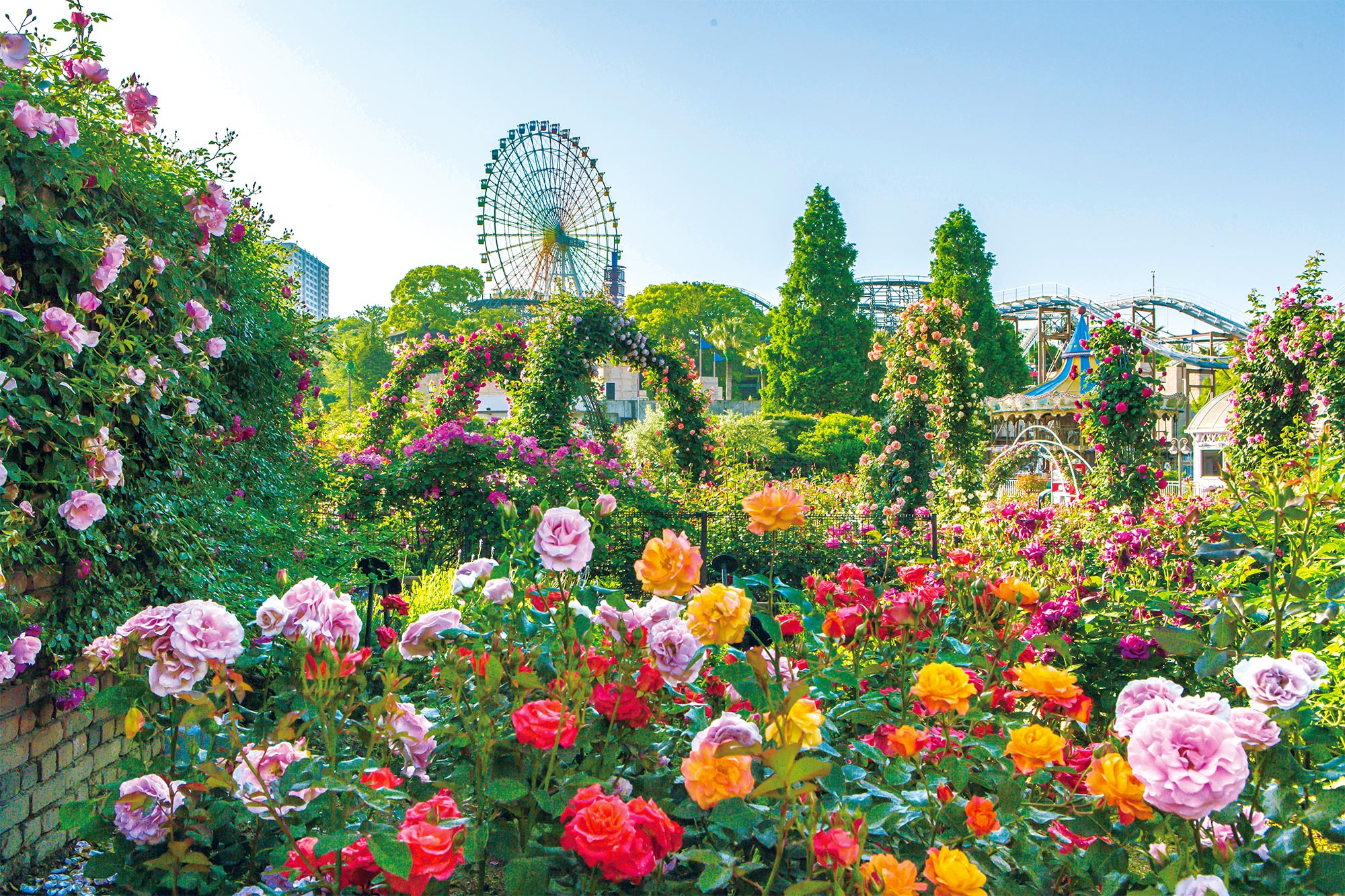 枚方公園 玫瑰節(Rose Festival ローズフェスティバル)
