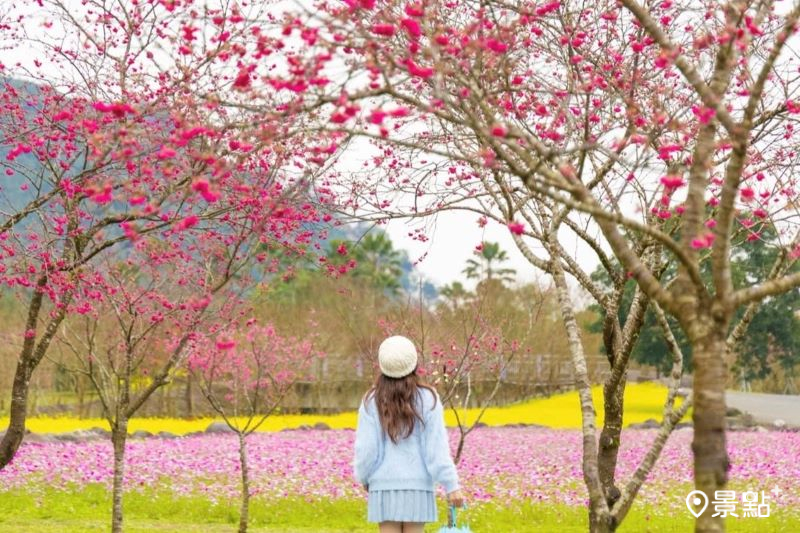 台灣櫻花地點 - 宜蘭崙埤河濱公園