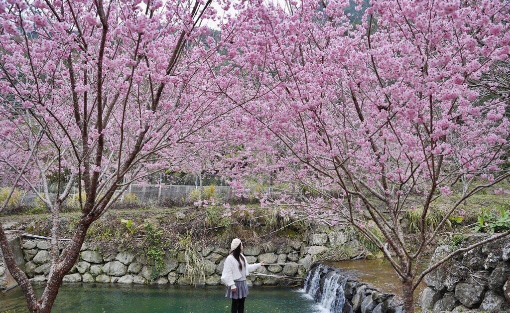 台灣櫻花地點 - 雲林石壁美人谷