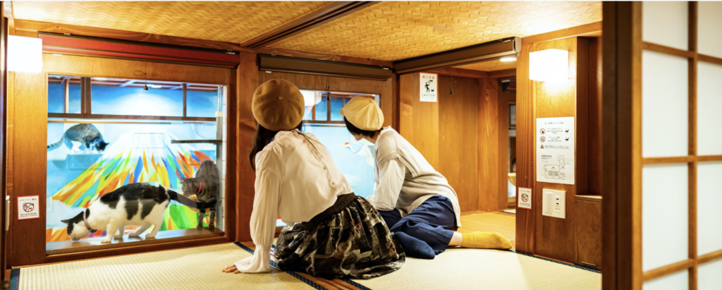 貓客棧：與貓咪共眠的日式住宿