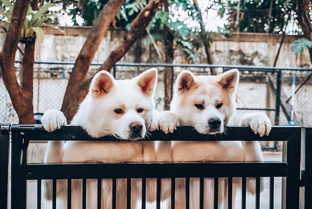 TrueLove @ Neverland|泰國 Thailand 泰國必食 泰國必吃 泰國必到 泰國必去 泰國必買 泰國必掃 泰國自由行 行程 泰國行程包 泰國懶人包 泰國好去處 泰國景點 泰國必到景點 泰國必去景點 泰國美食 泰國交通 泰國攻略 泰國自由行行程 泰國自由行行程推薦 泰國酒店 泰國飯店 泰國酒店推薦 泰國飯店推薦 泰國必住酒店 泰國必住飯店 泰國必食2019 泰國必吃2019 泰國必到2019 泰國必去2019 泰國必買2019 泰國必掃2019 泰國自由行2019 泰國行程2019 泰國行程包2019 泰國懶人包2019 泰國好去處2019 泰國景點2019 泰國必到景點2019 泰國必去景點2019 泰國美食2019 泰國交通2019 泰國攻略2019 泰國自由行行程2019 泰國自由行行程推薦2019 泰國酒店2019 泰國飯店2019 泰國酒店推薦2019 泰國飯店推薦2019 泰國必住酒店2019 泰國必住飯店2019 曼谷 Bangkok 曼谷必食 曼谷必吃 曼谷必到 曼谷必去 曼谷必買 曼谷必掃 曼谷自由行 行程 曼谷行程包 曼谷懶人包 曼谷好去處 曼谷景點 曼谷必到景點 曼谷必去景點 曼谷美食 曼谷交通 曼谷攻略 曼谷自由行行程 曼谷自由行行程推薦 曼谷酒店 曼谷飯店 曼谷酒店推薦 曼谷飯店推薦 曼谷必住酒店 曼谷必住飯店 曼谷必食2019 曼谷必吃2019 曼谷必到2019 曼谷必去2019 曼谷必買2019 曼谷必掃2019 曼谷自由行2019 曼谷行程2019 曼谷行程包2019 曼谷懶人包2019 曼谷好去處2019 曼谷景點2019 曼谷必到景點2019 曼谷必去景點2019 曼谷美食2019 曼谷交通2019 曼谷攻略2019 曼谷自由行行程2019 曼谷自由行行程推薦2019 曼谷酒店2019 曼谷飯店2019 曼谷酒店推薦2019 曼谷飯店推薦2019 曼谷必住酒店2019 曼谷必住飯店2019 TrueLove@Neverland Little Zoo Cafe Caturday Cat Café Rabbito Cafe cafe Corgi in the Garden 動物cafe 泰國動物cafe 曼谷動物cafe 哈士奇cafe 二哈cafe 柯基cafe true love cafe預約 truelove at neverland 2019 truelove at neverland交通 truelove at neverland點去 truelove at neverland曼谷 corgi in the garden true love cafe 2018 big dog cafe truelove at neverland泰文地址 husky cafe曼谷