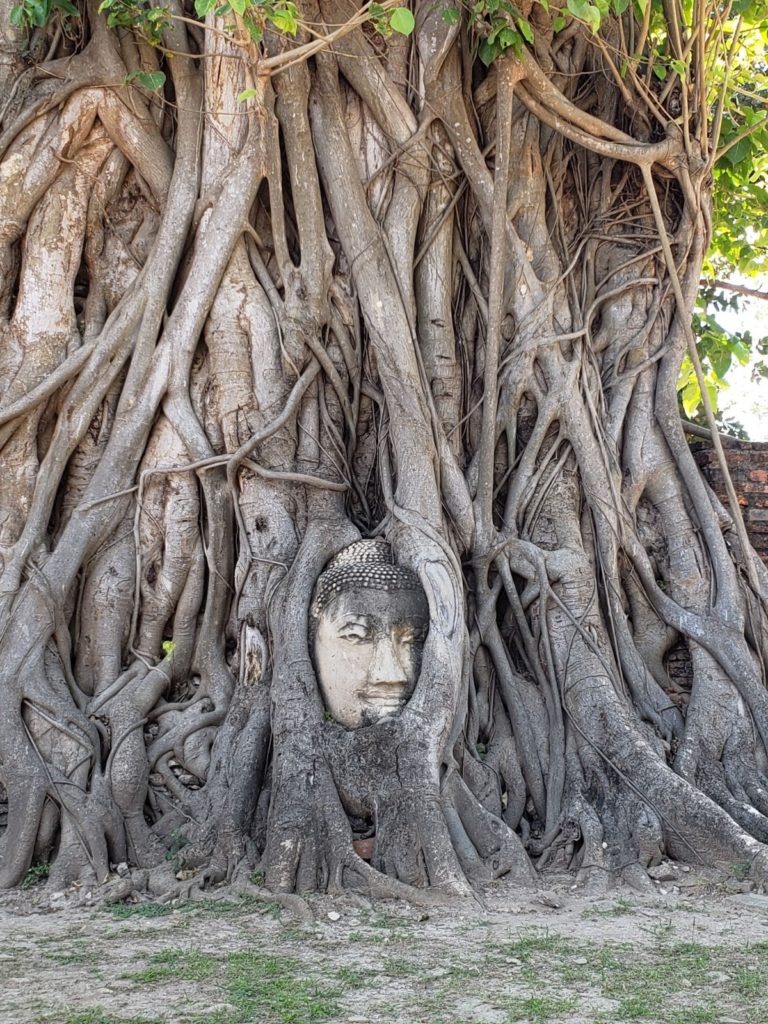 大城樹中佛 瑪哈泰寺（Wat Mahathat）​大城景點 大城一日遊 大城行程 曼谷大城交通