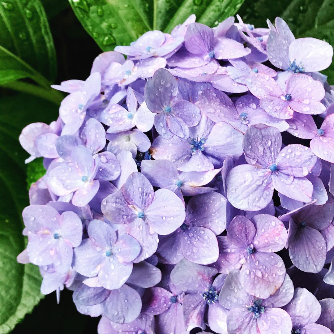 京都 紫陽花
京都 繡球花