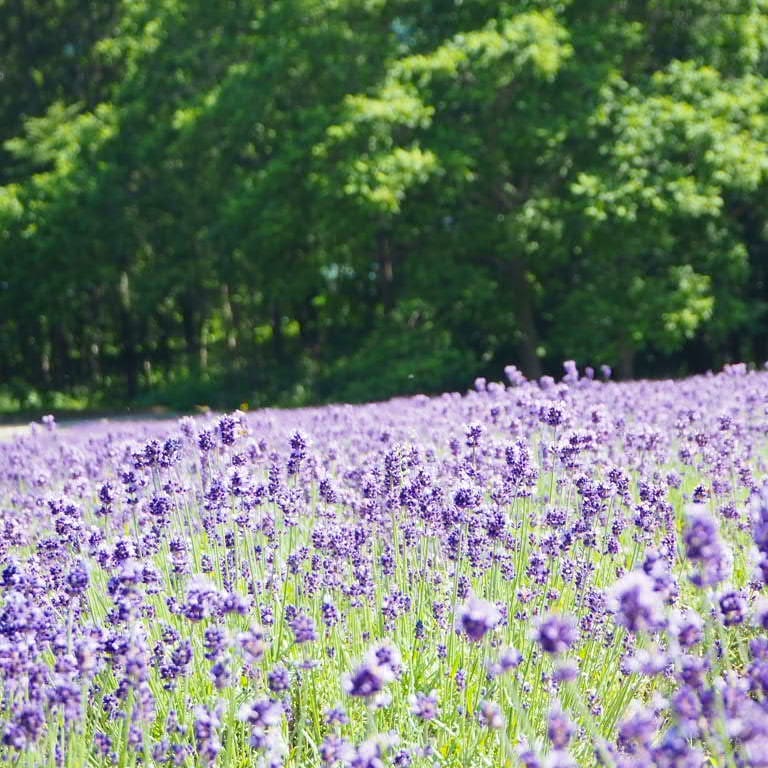 薰衣草開花