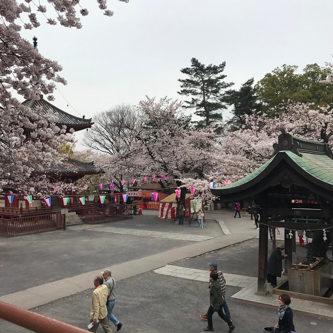 東京櫻花 川越櫻花