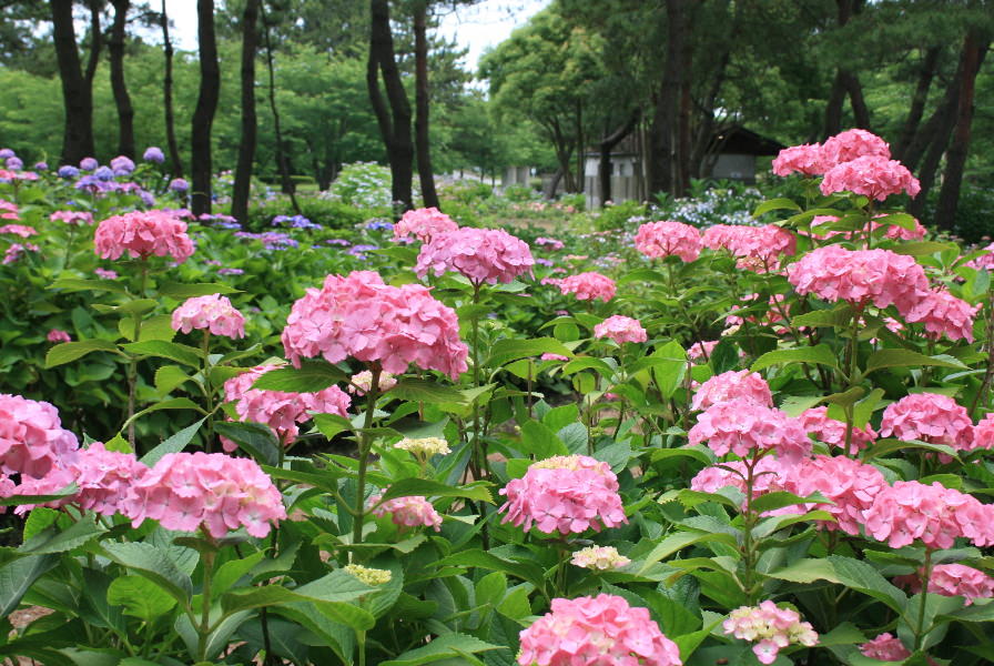 海之中道海濱公園 6月 紫陽花 開花情報