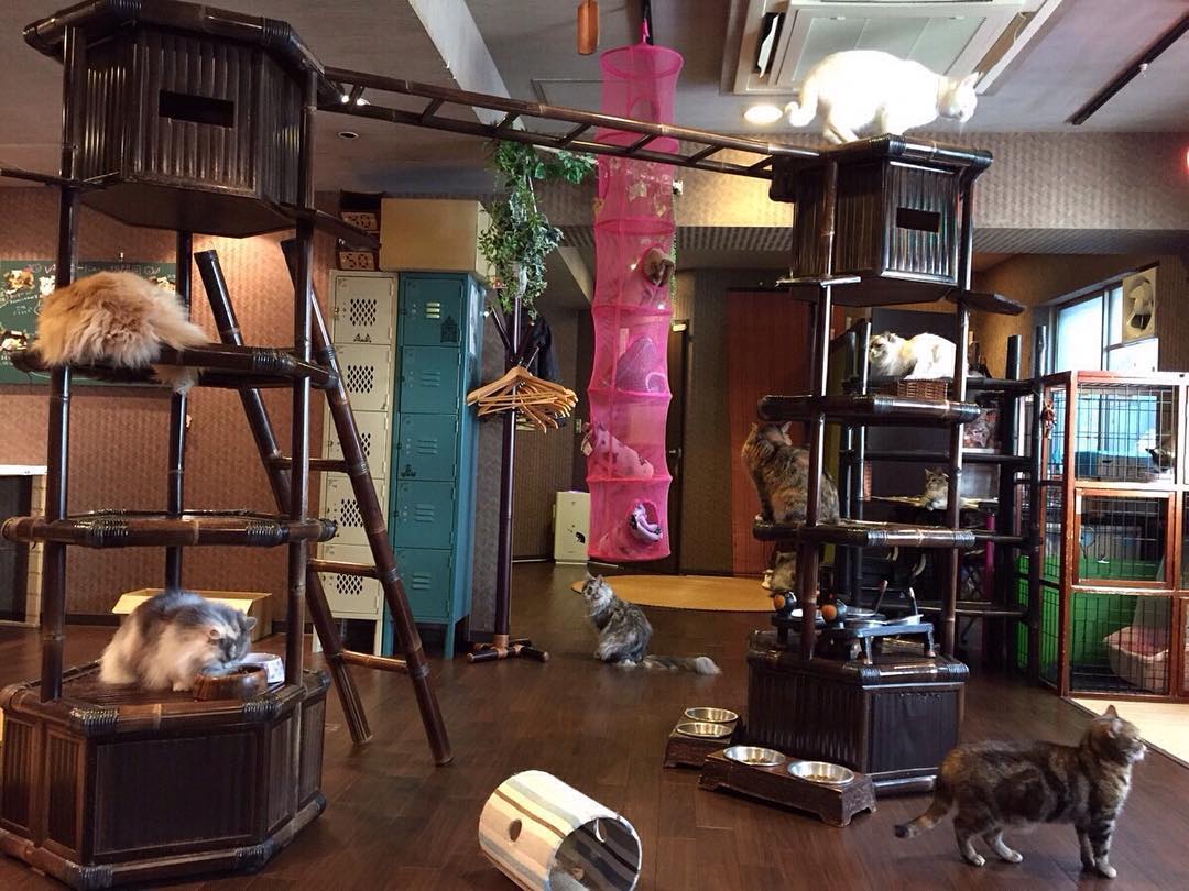 大阪貓CAFE GuruGuru堂 ぐるぐる堂
