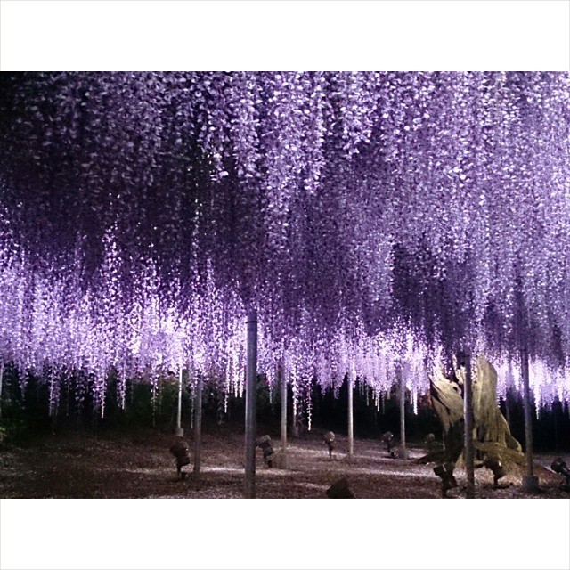 足利 紫藤 公園