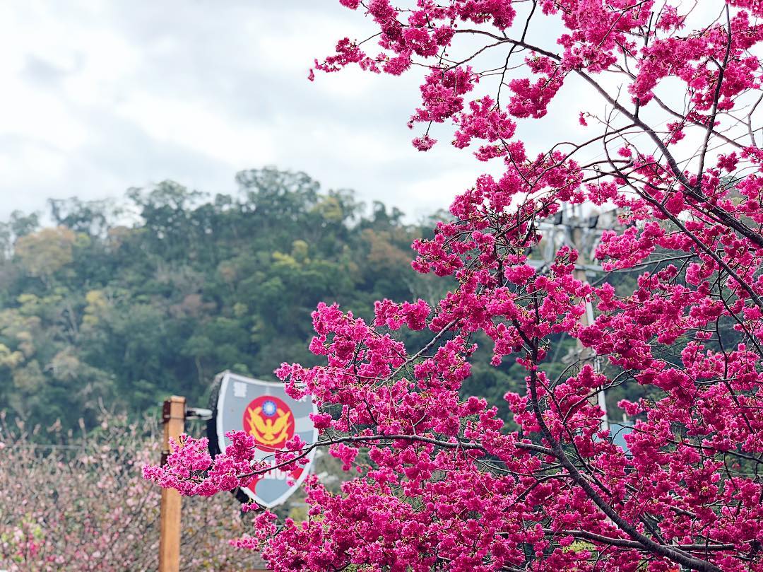 台中櫻花