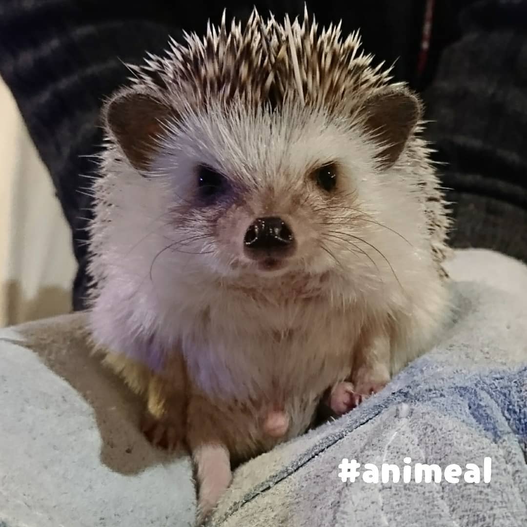 大阪動物咖啡廳 Animeal 刺蝟
