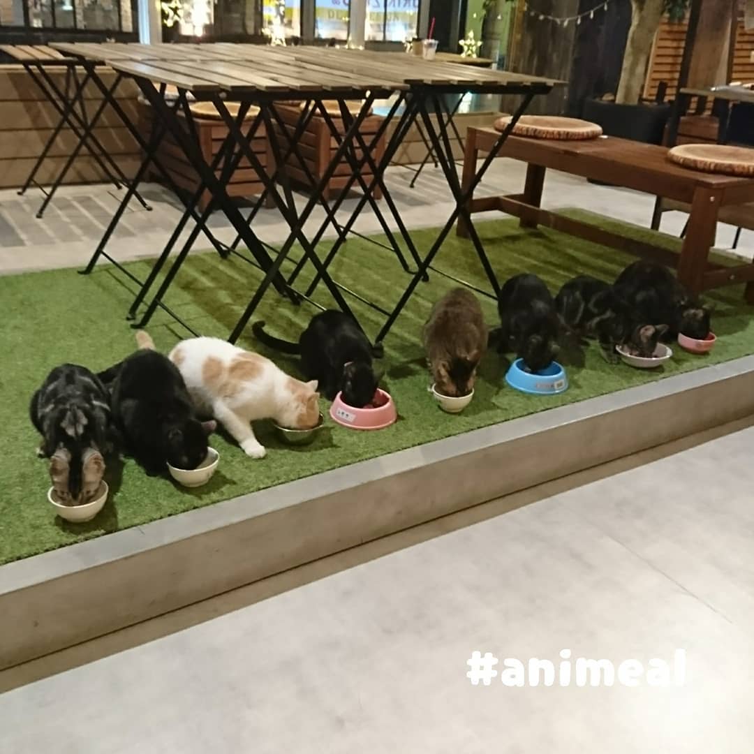 大阪動物咖啡廳 Animeal 貓CAFE