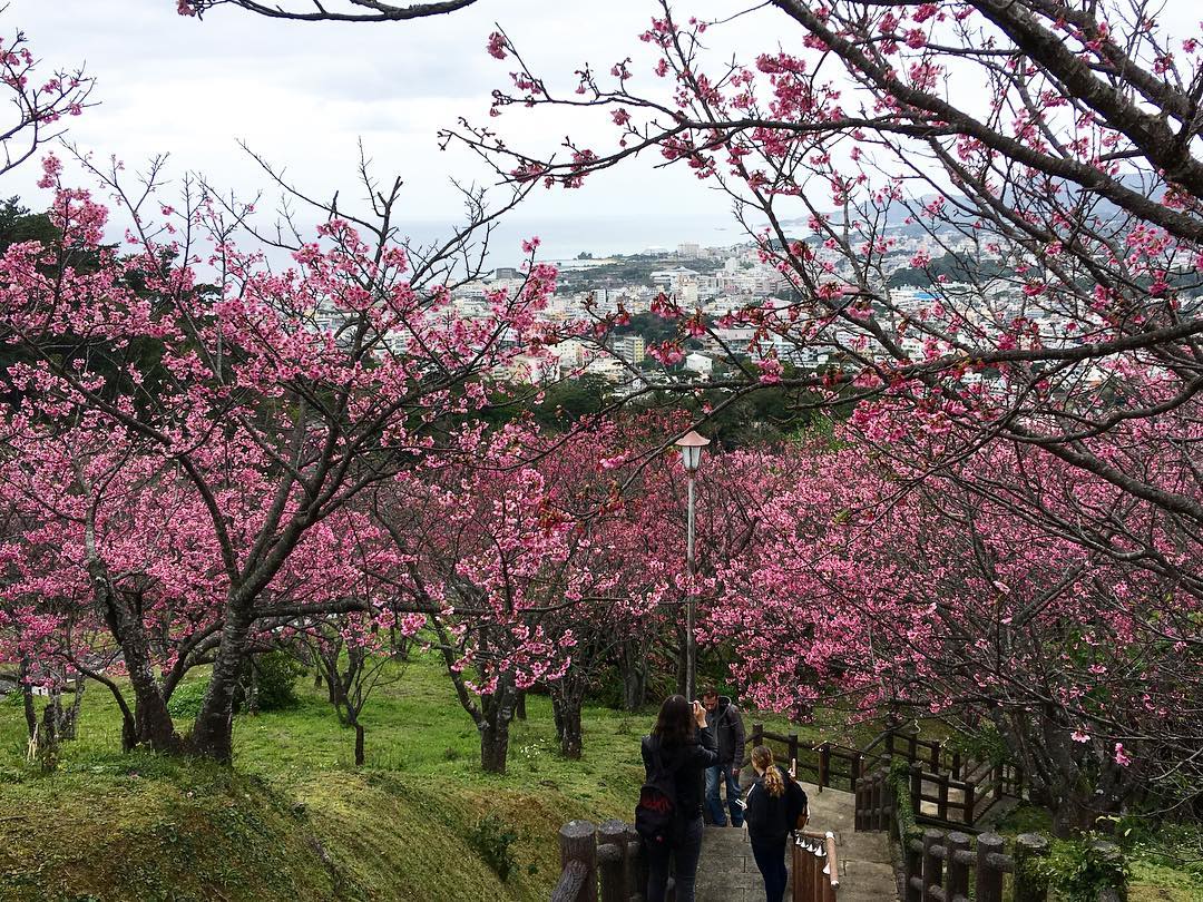 名護櫻花祭(名護さくら祭り)|沖繩冬天 沖繩好去處 沖繩櫻花 沖繩景點 沖繩1月 沖繩2月 沖繩櫻花祭 八重岳櫻花祭 沖繩本部櫻花祭