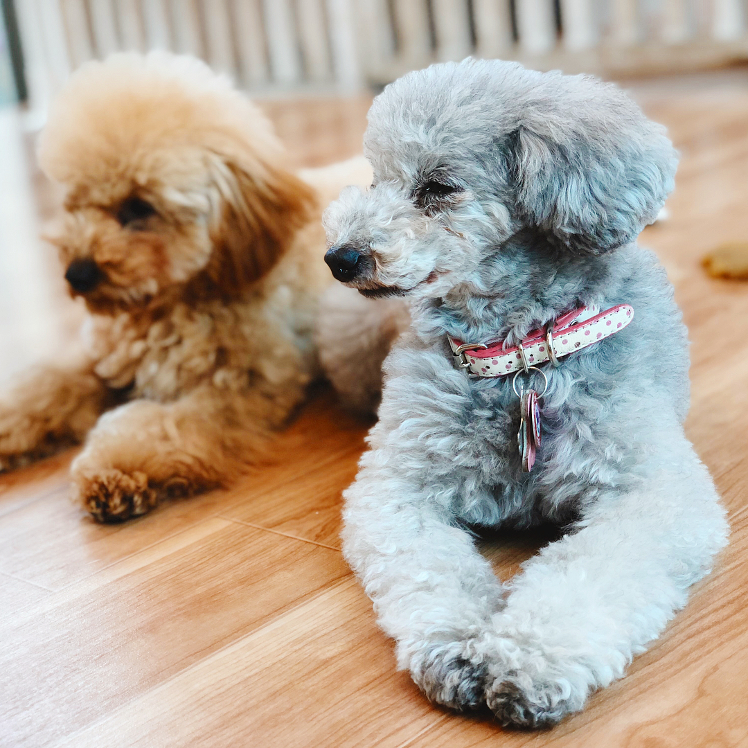 讓毛小孩治癒你吧!萌到犯規!東京動物 Café 八選!(後篇) DOG HEART